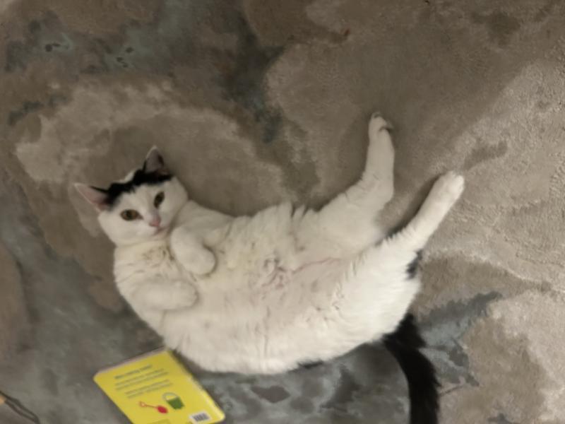 Enlarge Kyle, a Adoptable Turkish Van in Sunnyvale, CA image 5/5