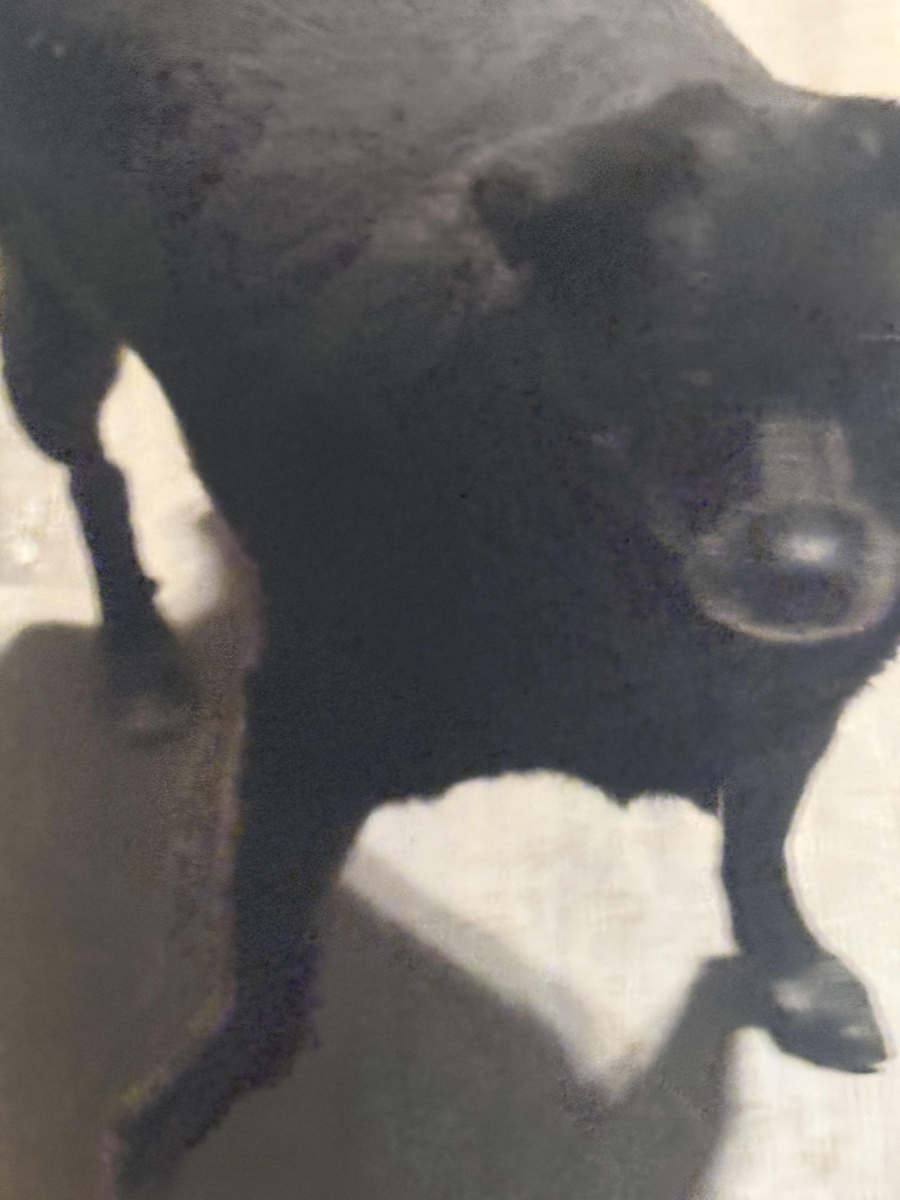 Dooper, a ADOPTABLE mixed breed in valley springs, CA image 2/4