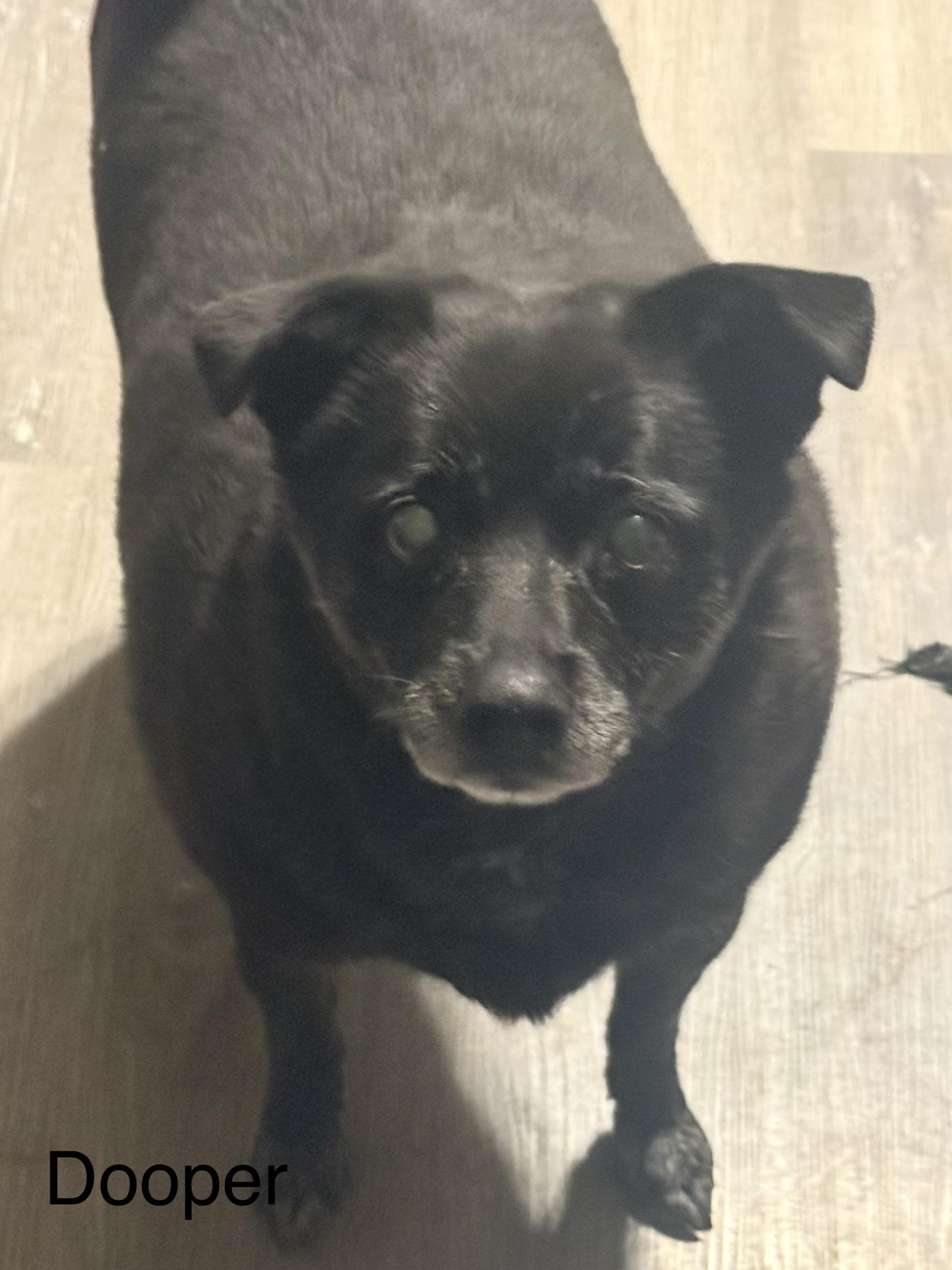 Dooper, ADOPTABLE, Senior Male Chihuahua.