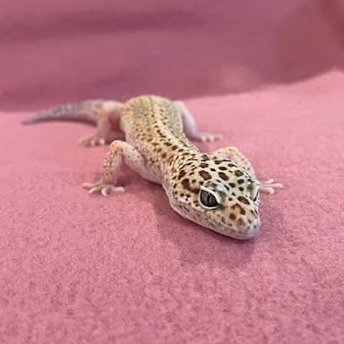 Enlarge Blanche, a Adoptable Gecko in Frederick, MD image 1/3