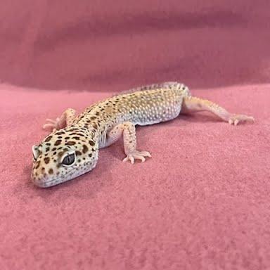 Enlarge Blanche, a Adoptable Gecko in Frederick, MD image 2/3
