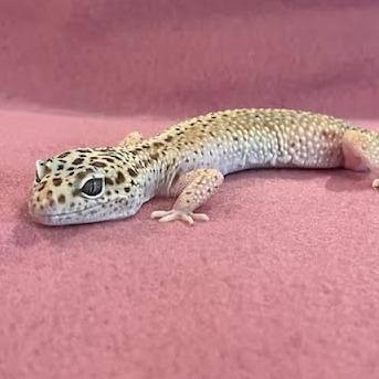 Enlarge Blanche, a Adoptable Gecko in Frederick, MD image 3/3