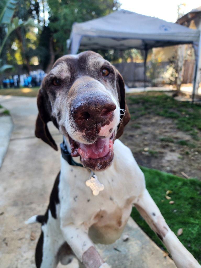 Merlin, Adoptable, Senior Male German Shorthaired Pointer.
