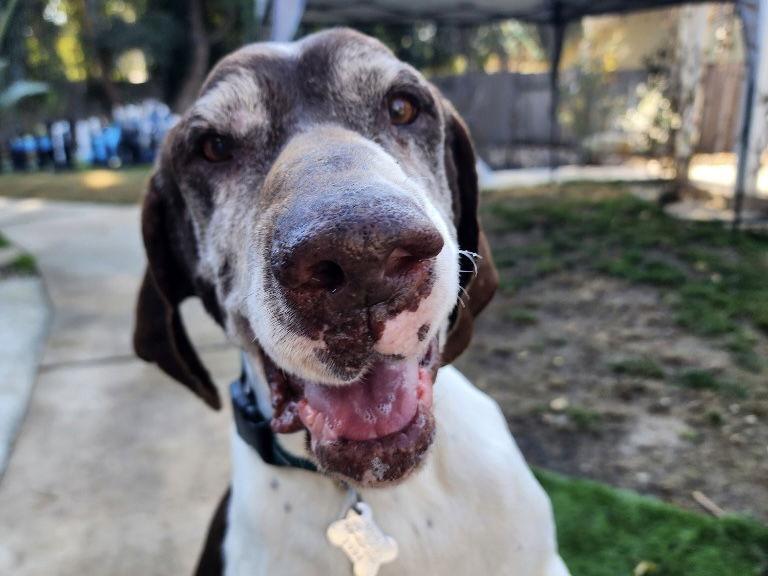 Enlarge Merlin, a Adoptable German Shorthaired Pointer in Menlo Park, CA image 2/2