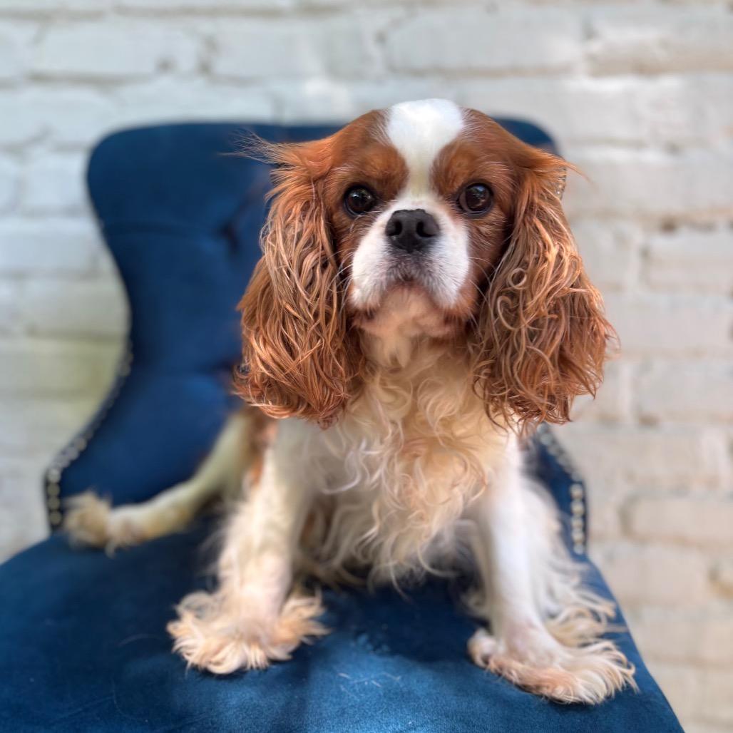 Little Acorn, adopted, Adult Female Cavalier King Charles Spaniel.