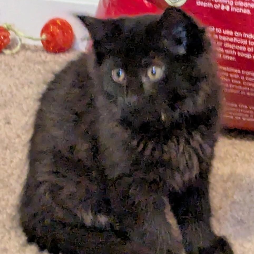 Enlarge Dior, a Adoptable mixed breed in Germansville, PA image 2/4