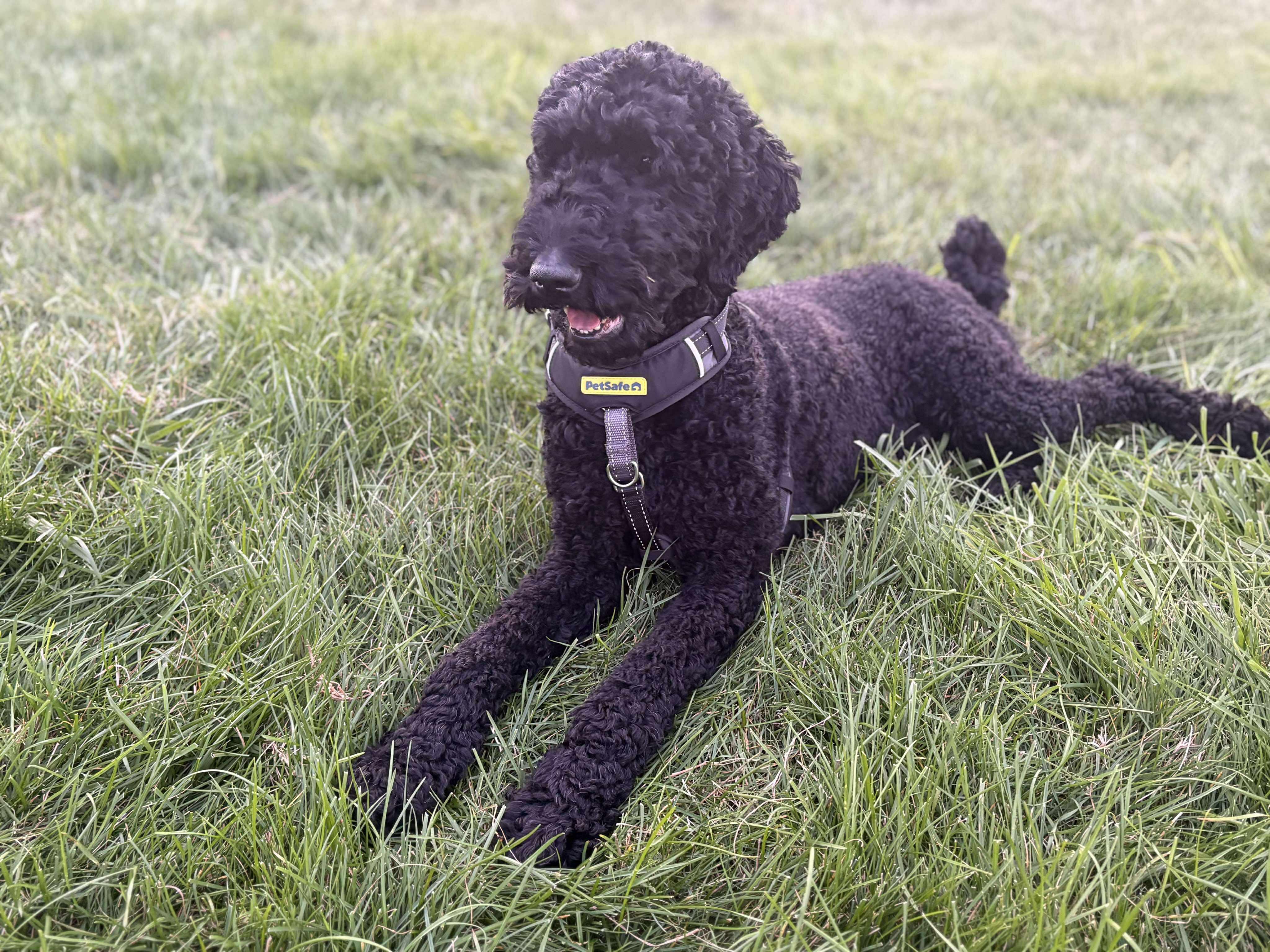 Dragon: Foster-to-Adopt Available, an adoptable Labradoodle in Rochester, NY, 14609 | Photo Image 1