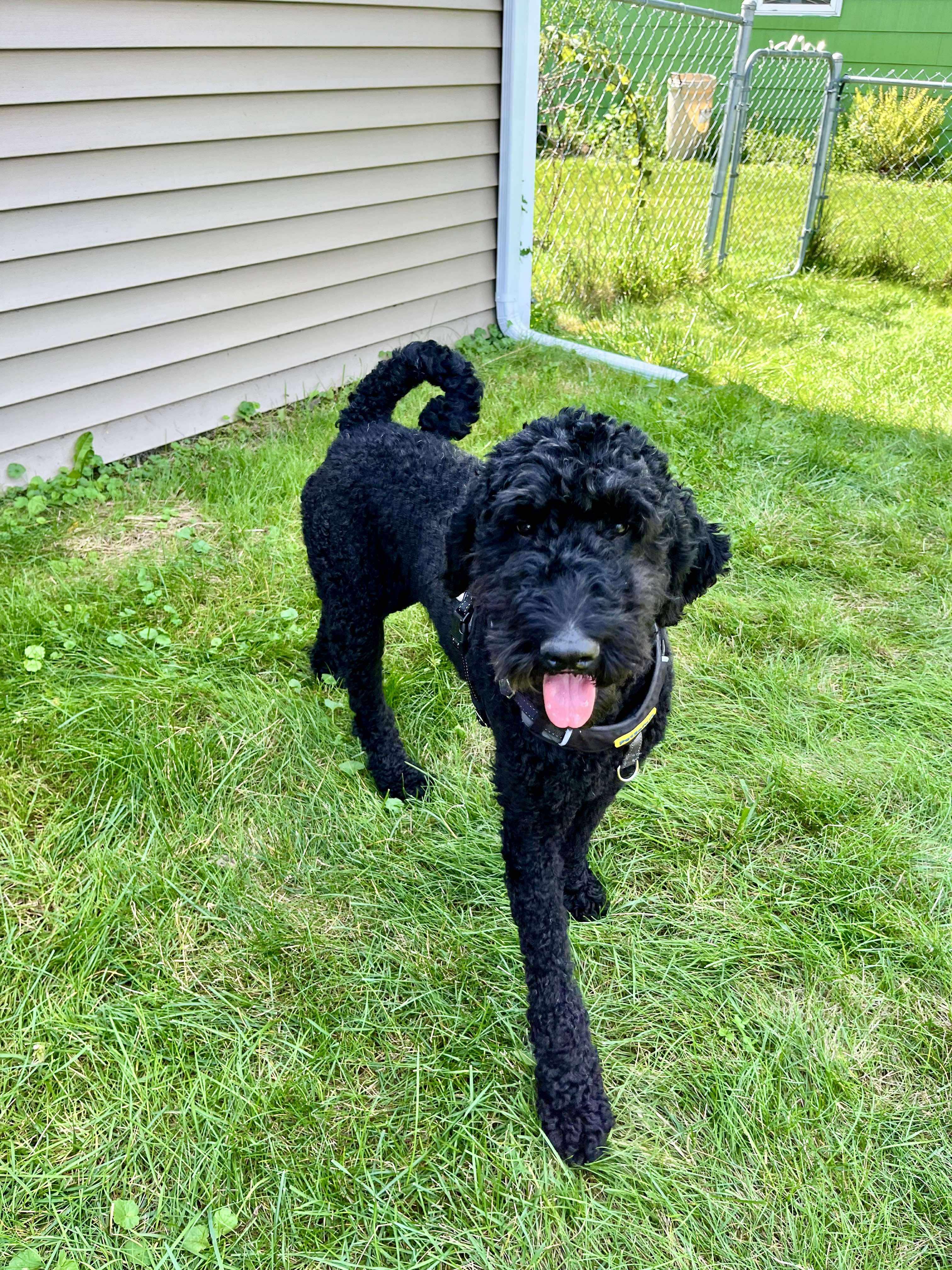 Dragon: Foster-to-Adopt Available, an adoptable Labradoodle in Rochester, NY, 14609 | Photo Image 2