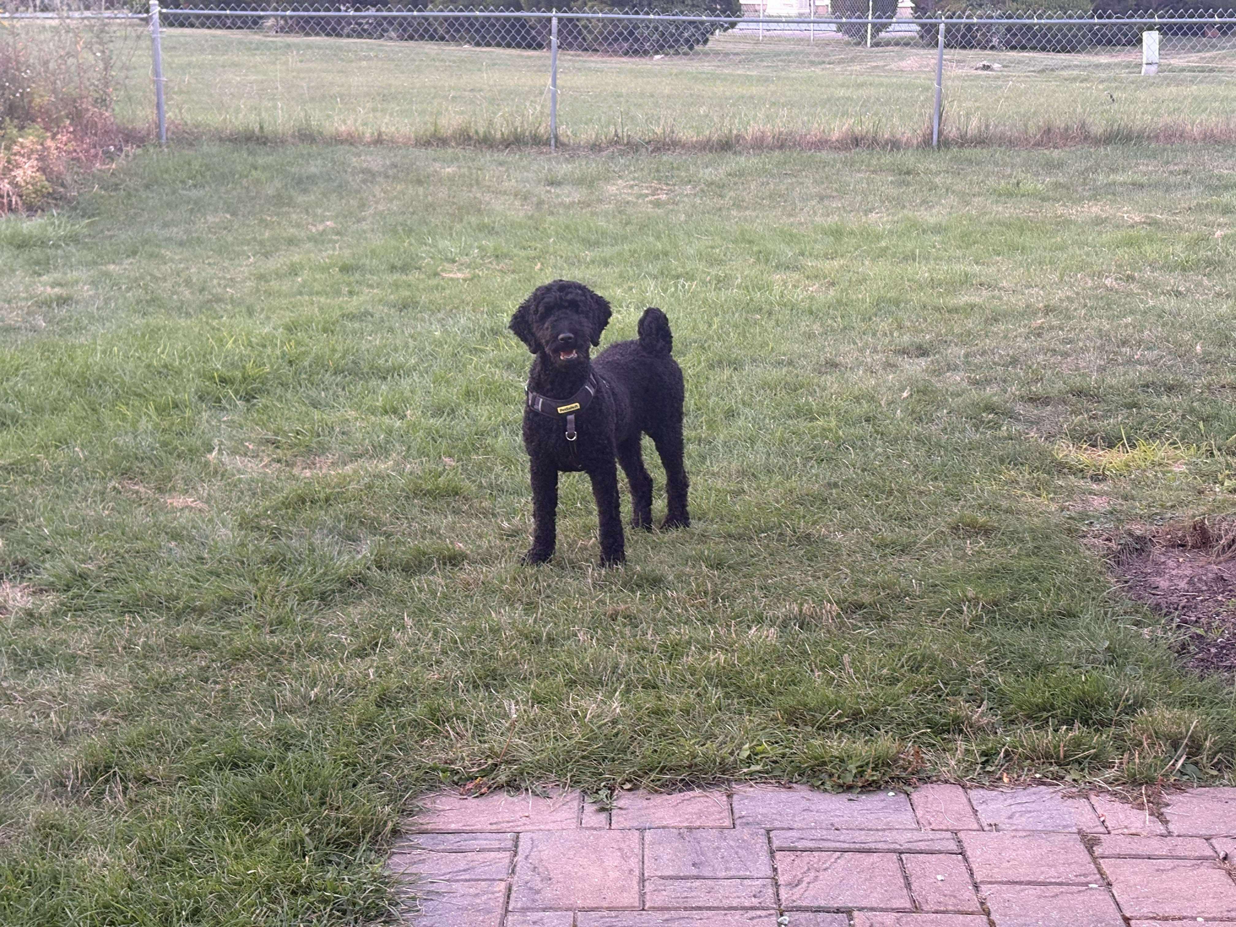 Dragon: Foster-to-Adopt Available, an adoptable Labradoodle in Rochester, NY, 14609 | Photo Image 3