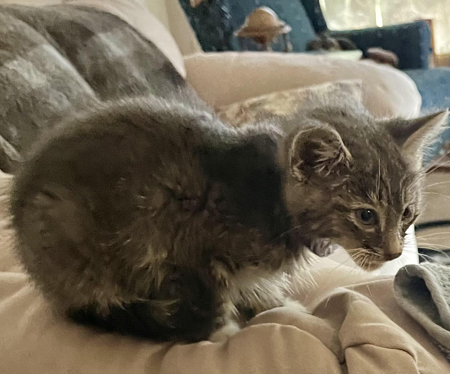 Perry, an adopted Domestic Short Hair in Houghton Lake, MI image 3/5