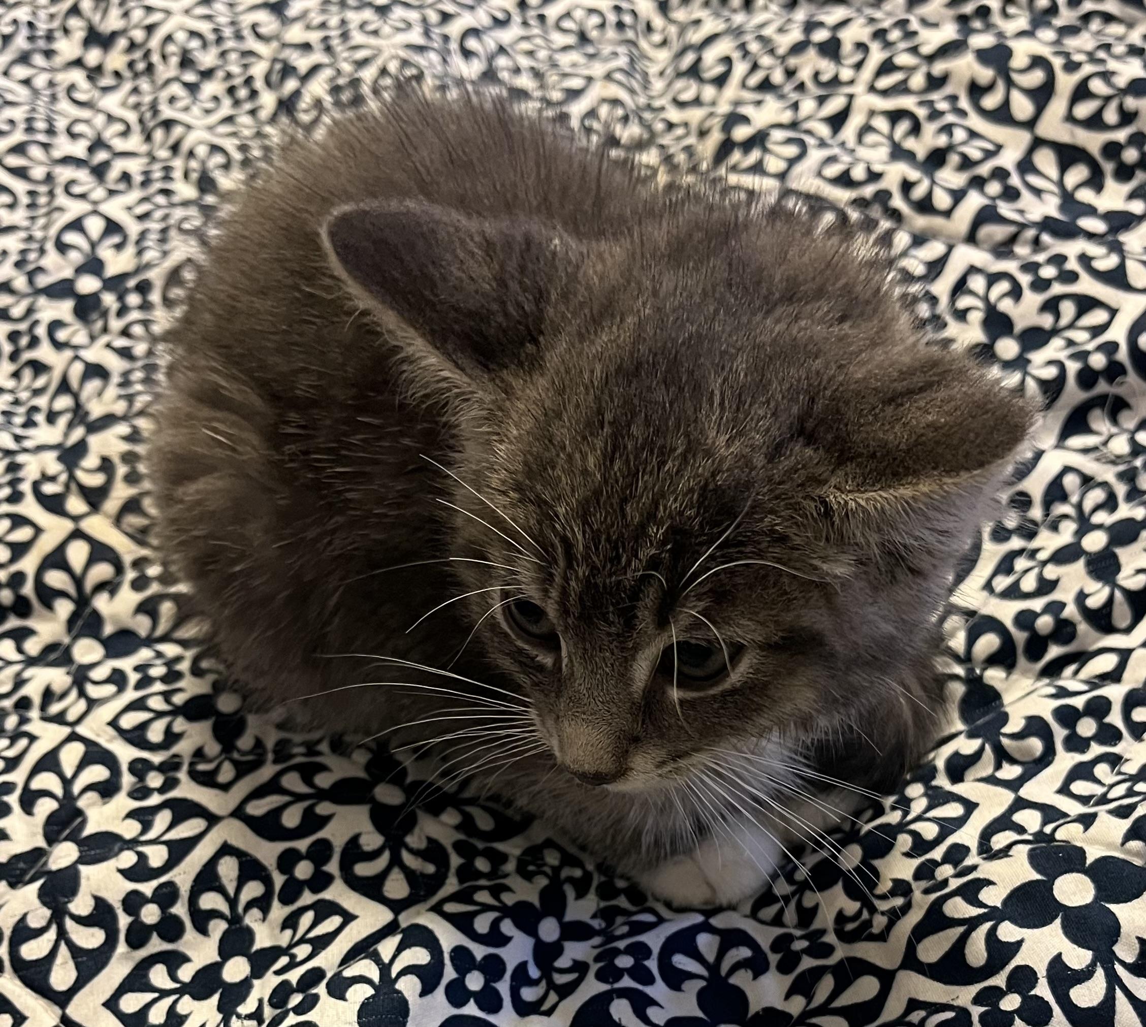 Perry, an adopted Domestic Short Hair in Houghton Lake, MI image 4/5