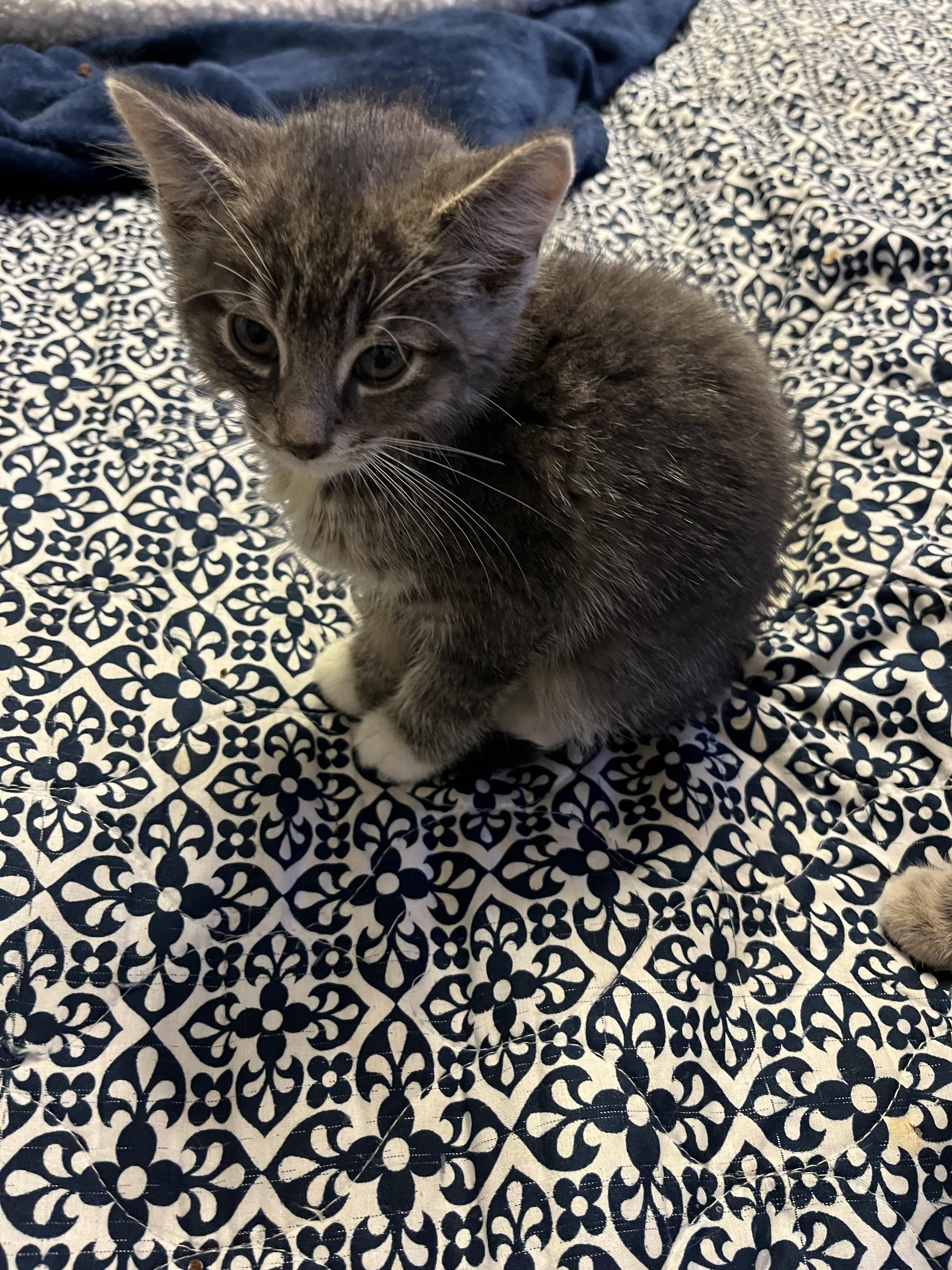 Perry, an adopted Domestic Short Hair in Houghton Lake, MI image 5/5