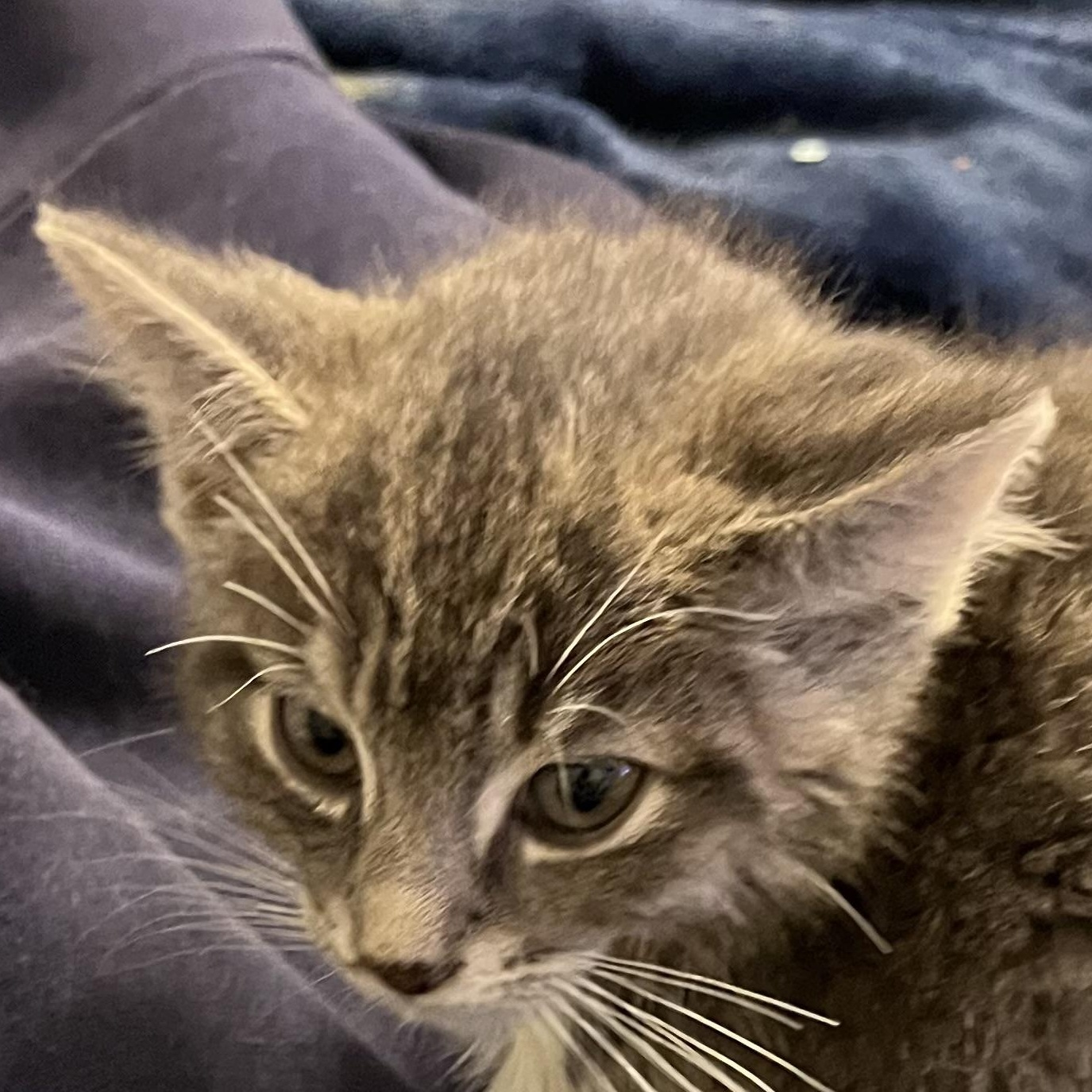 Perry, an adopted Domestic Short Hair in Houghton Lake, MI image 1/5