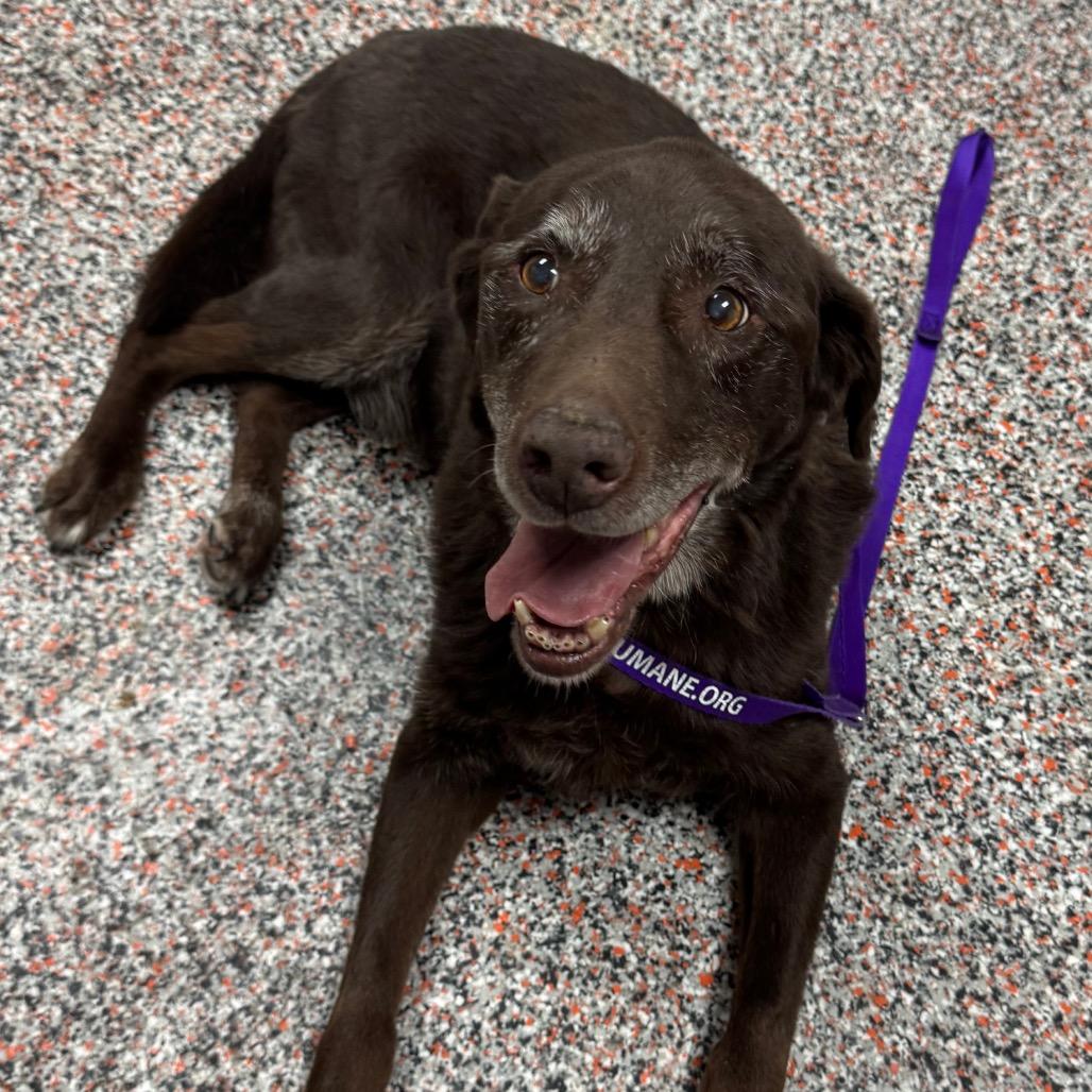 Enlarge Robert, a Adoptable mixed breed in Salt Lake City, UT image 1/1