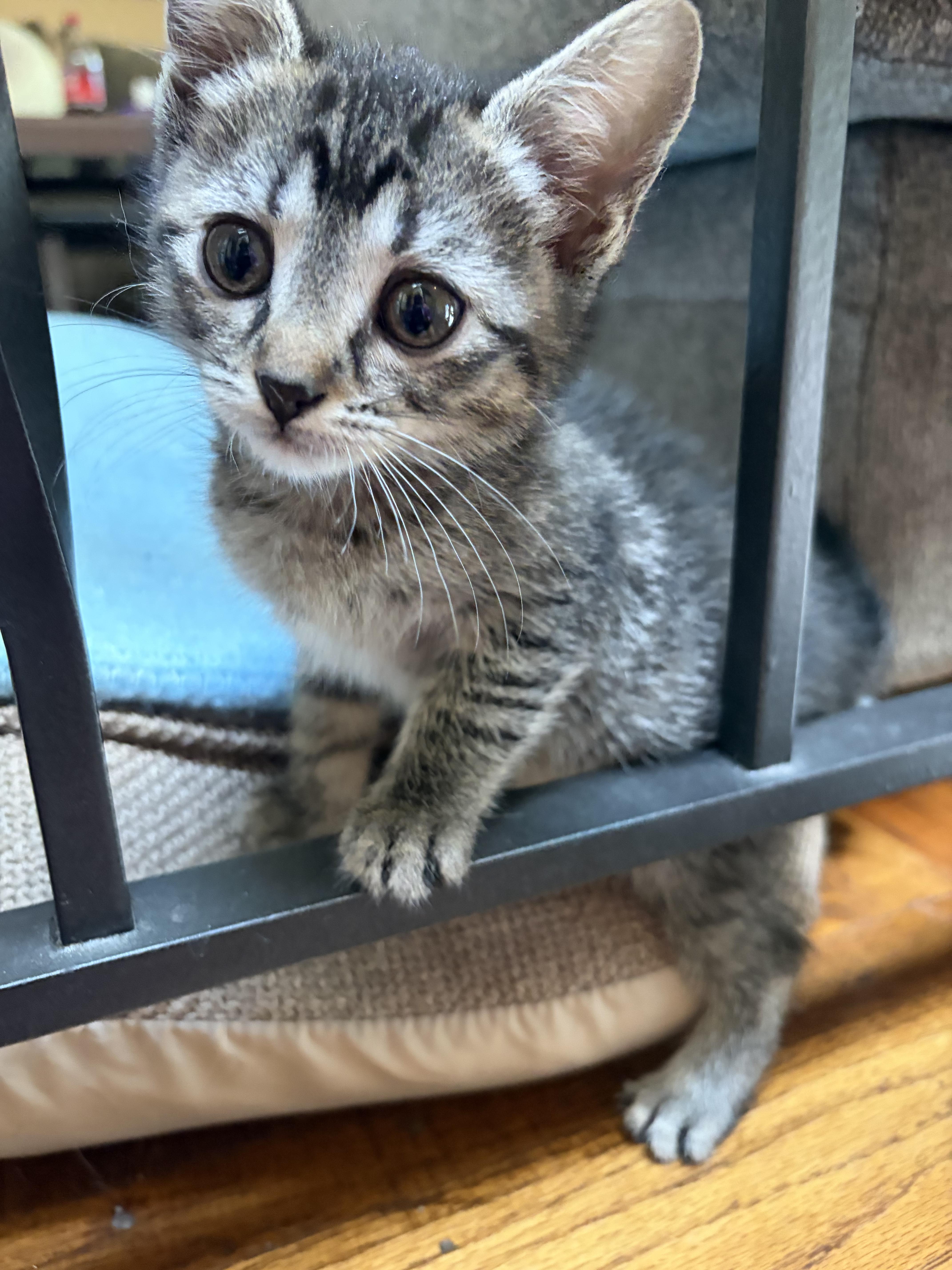 Honey, Adoptable, Kitten Female Domestic Short Hair.