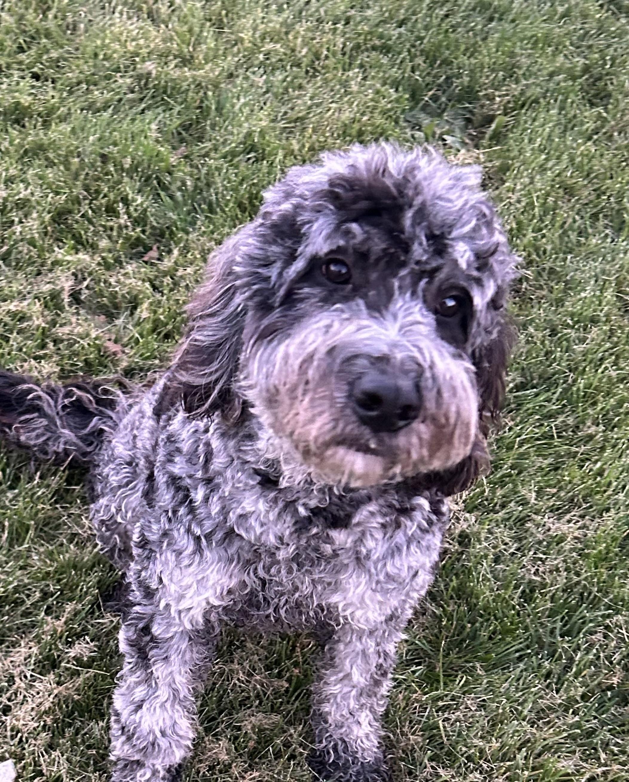 Enlarge Roxy 52 lbs, a Adoptable Goldendoodle in Antwerp, OH image 4/6