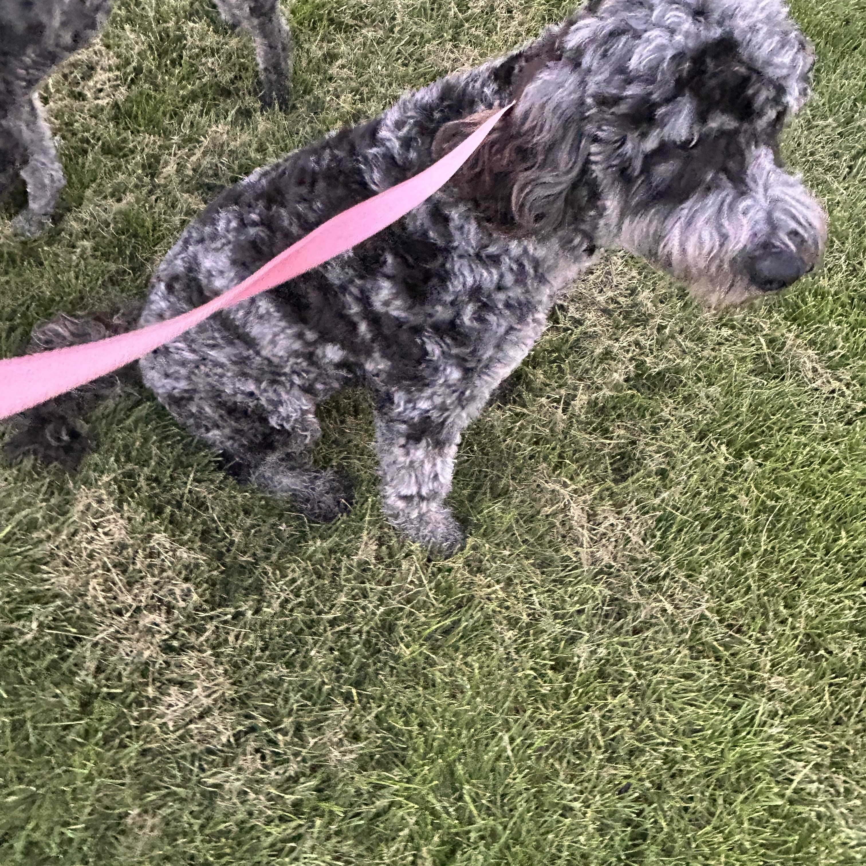 Enlarge Roxy 52 lbs, a Adoptable Goldendoodle in Antwerp, OH image 2/6
