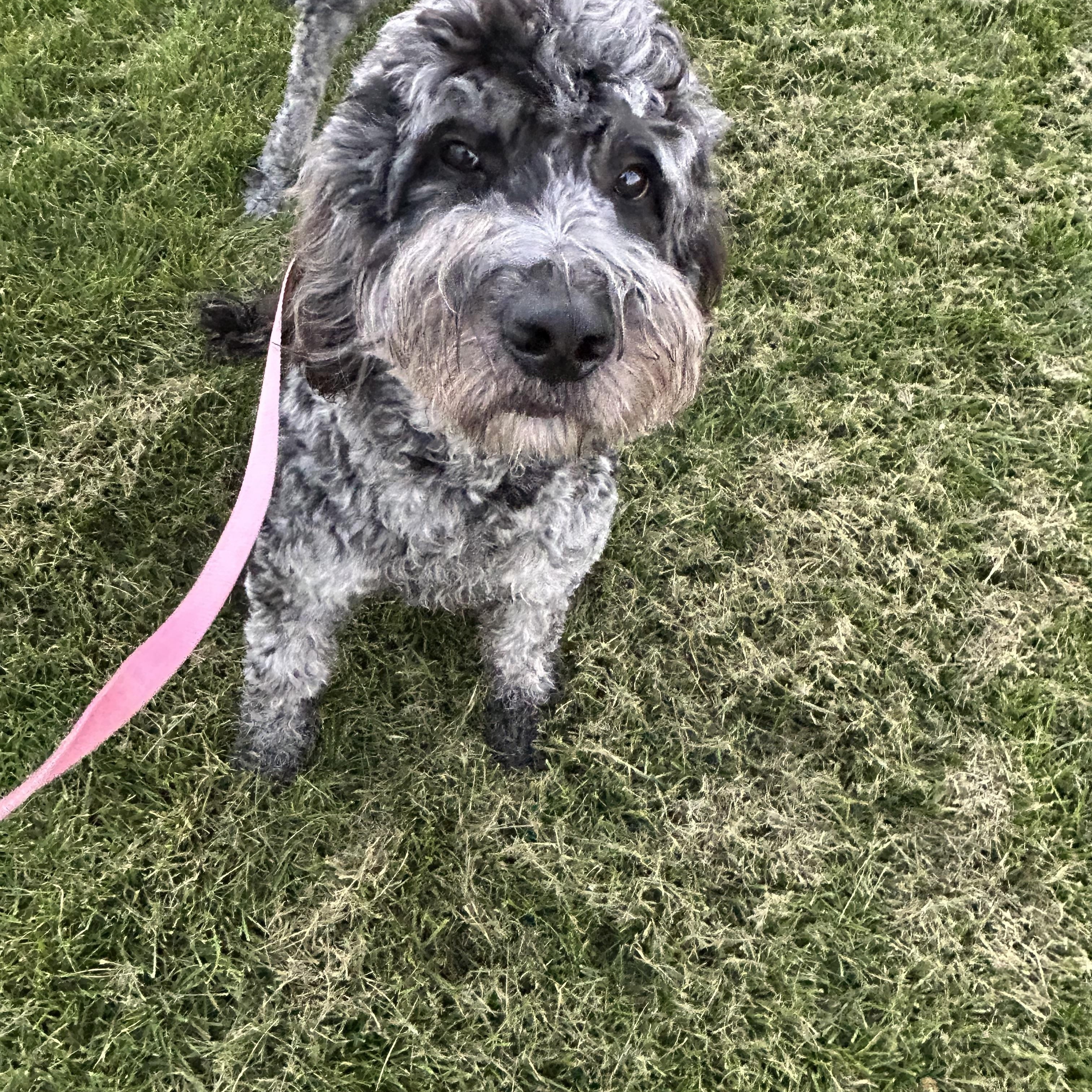 Roxy 52 lbs, Adoptable, Young Female Goldendoodle.