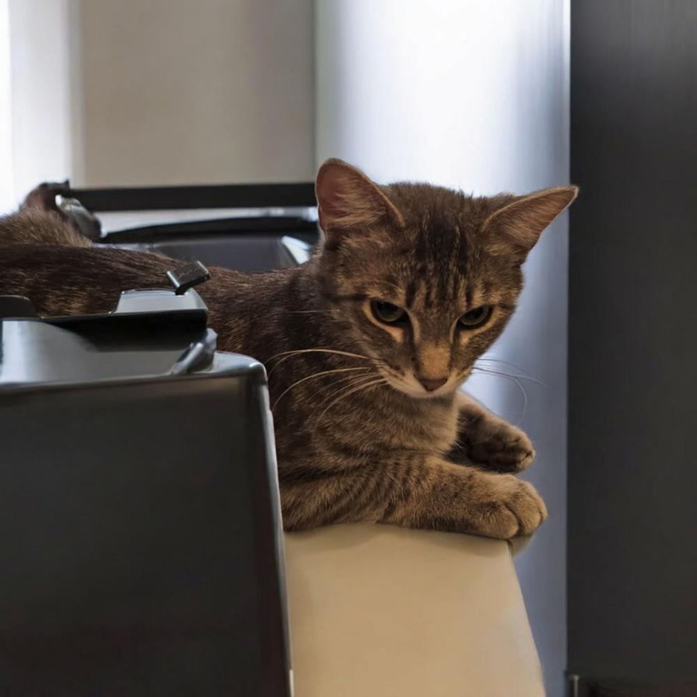 Lily Anne, Adopted, Young Female Domestic Short Hair & Tabby.