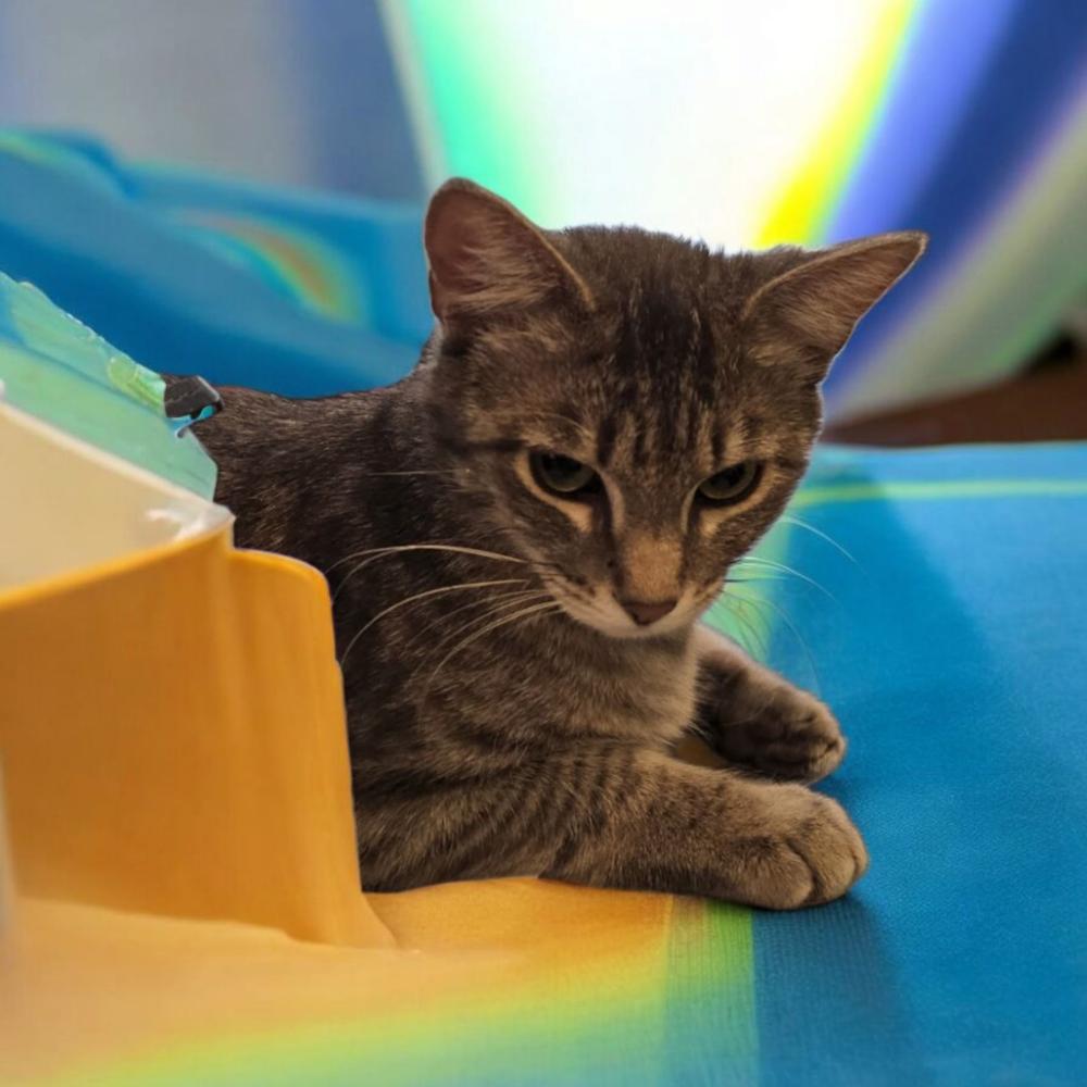 Enlarge Lily Anne, a Adopted mixed breed in Albuquerque, NM image 2/6