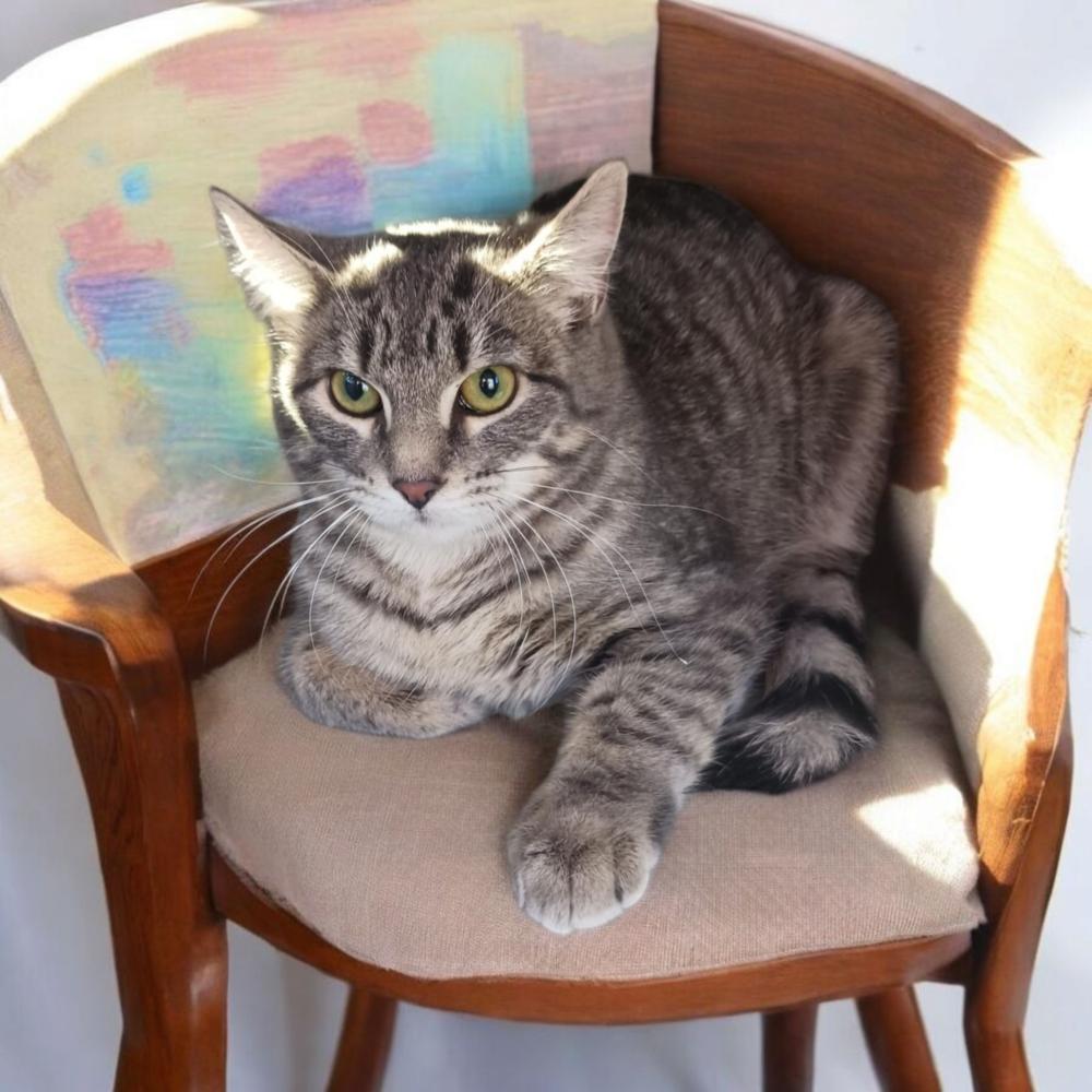 Enlarge Lily Anne, a Adopted mixed breed in Albuquerque, NM image 3/6