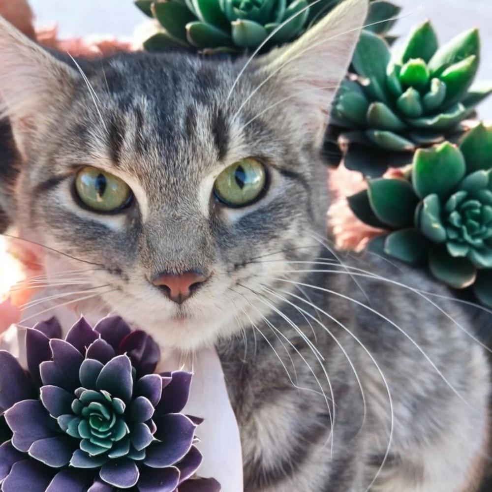 Enlarge Lily Anne, a Adopted mixed breed in Albuquerque, NM image 4/6