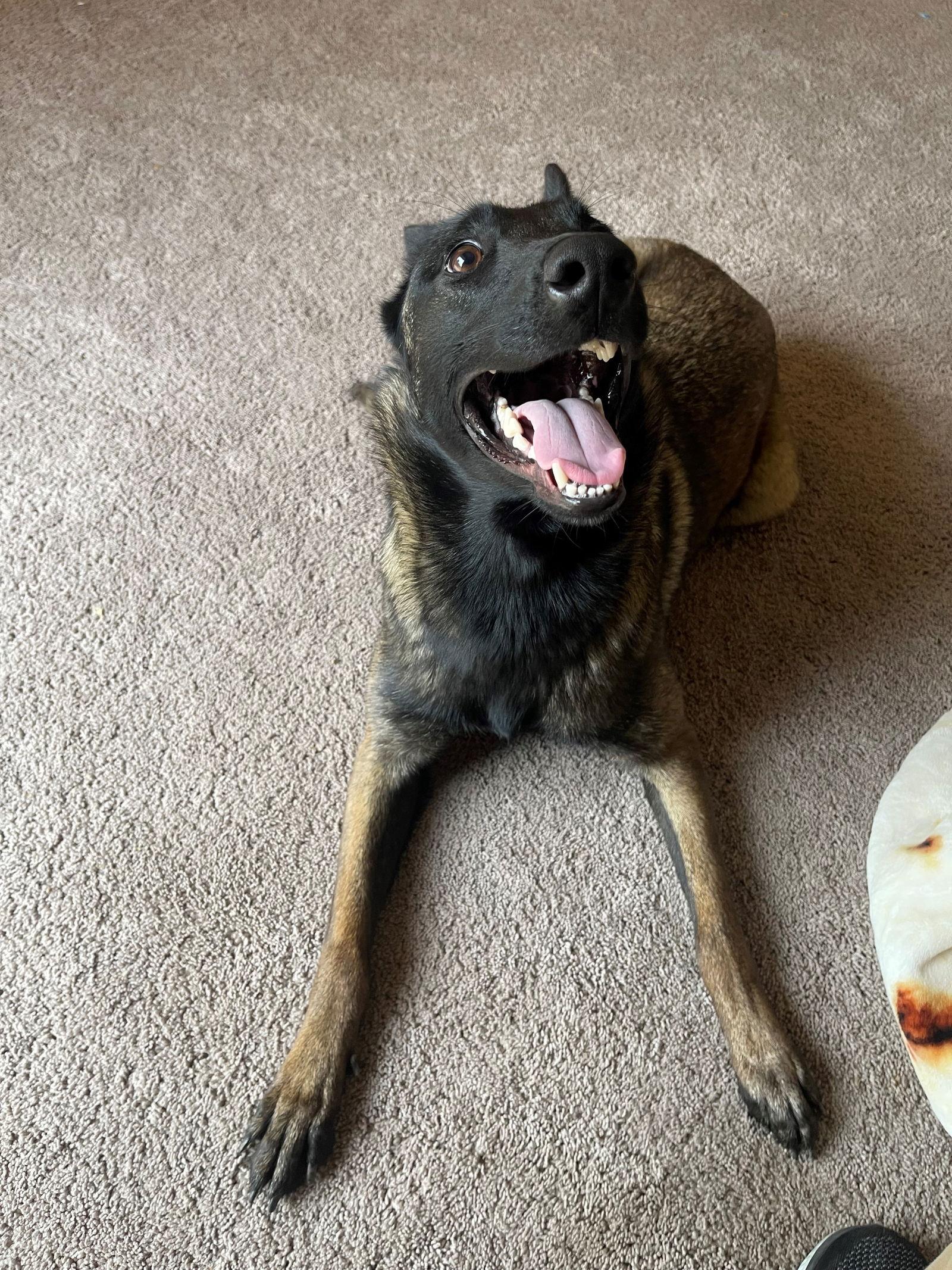 Rey, a Adoptable Belgian Shepherd / Malinois in Woodland, CA image 1/3