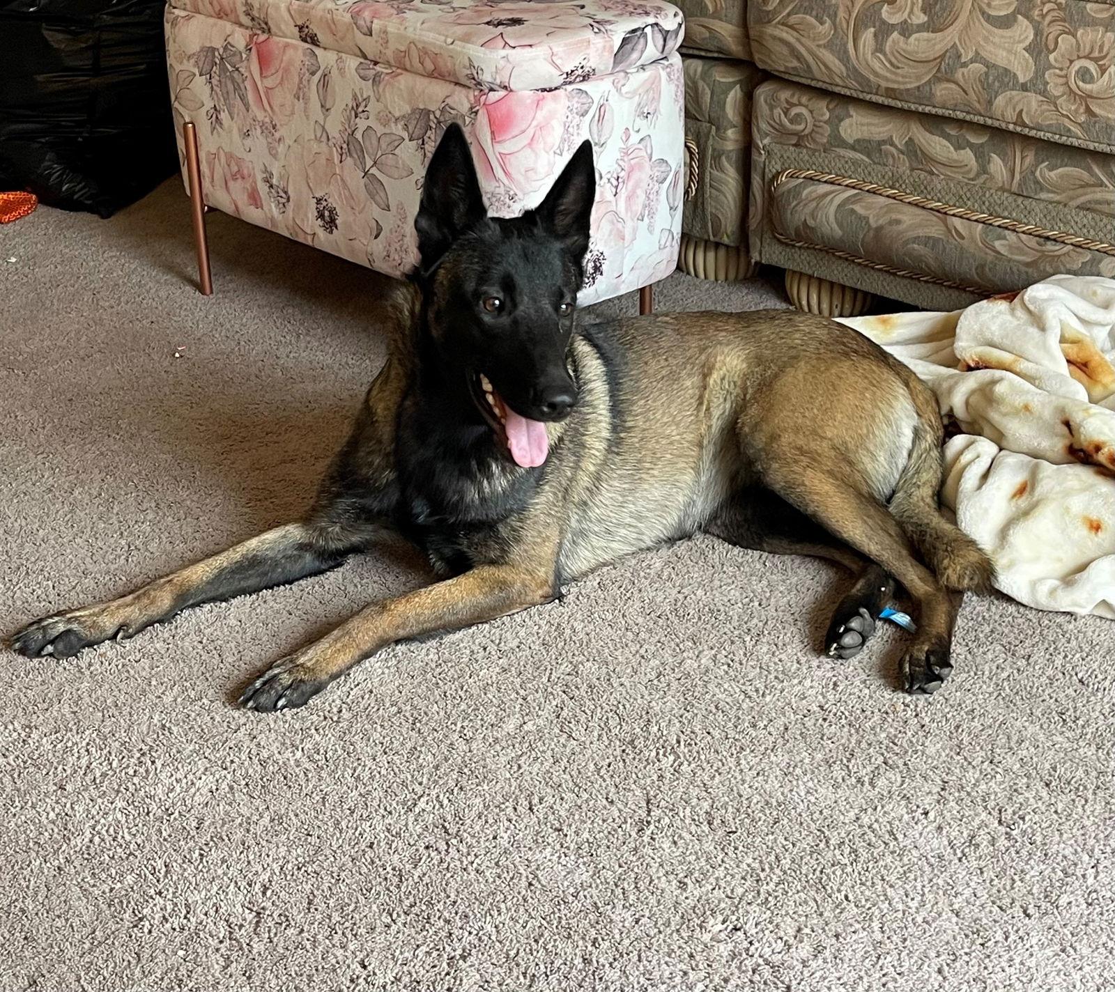 Rey, a Adoptable Belgian Shepherd / Malinois in Woodland, CA image 2/3