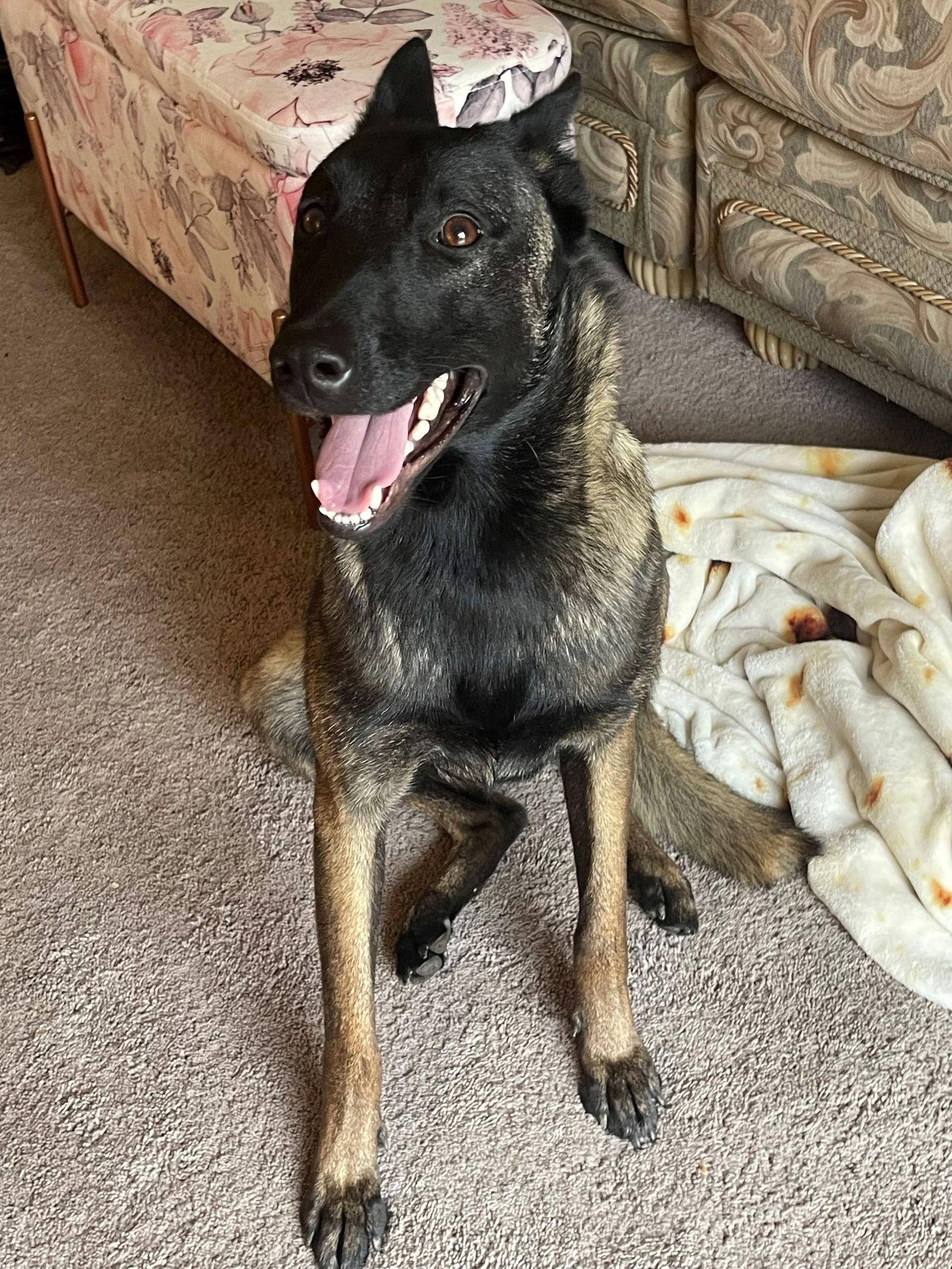 Rey, a Adoptable Belgian Shepherd / Malinois in Woodland, CA image 3/3