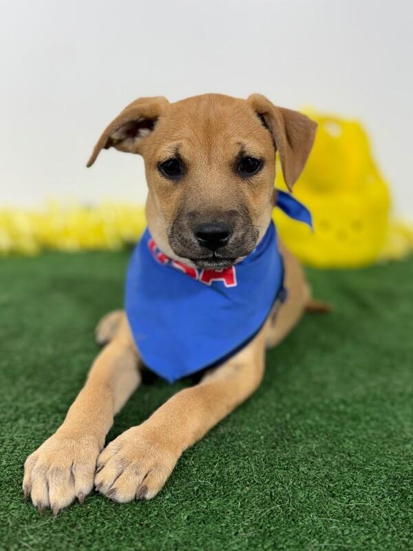 Enlarge Mallow, a Adoptable mixed breed in Sparks, NV image 1/2