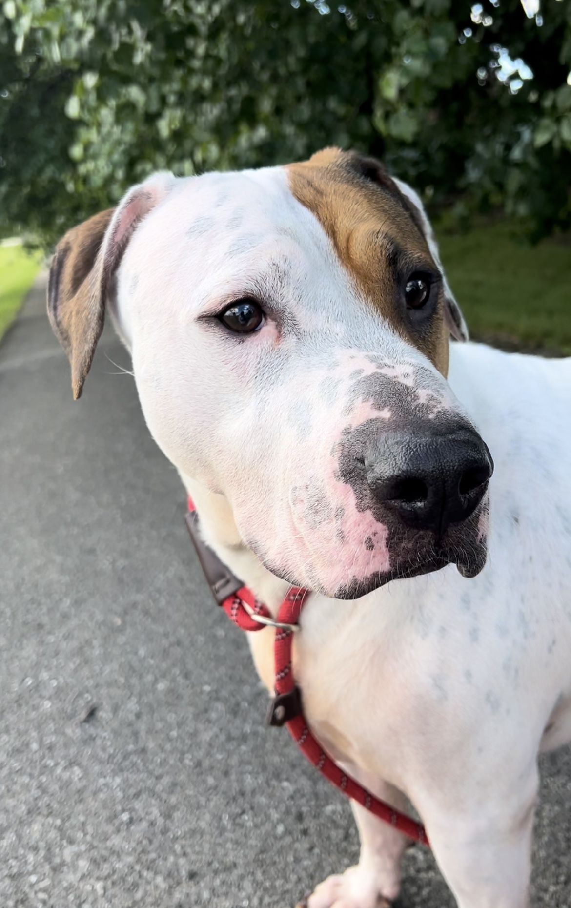 Baby Huey, a Adoptable mixed breed image 5/9