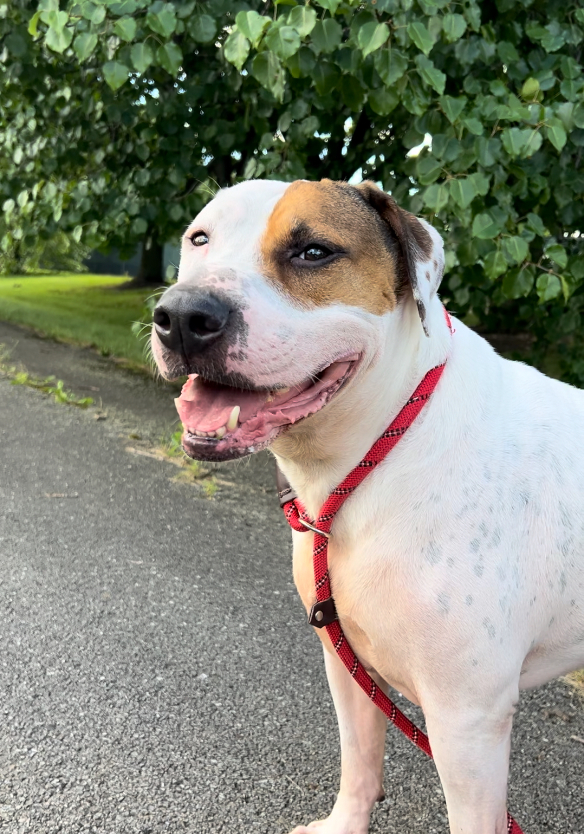 Baby Huey, a Adoptable mixed breed image 6/9