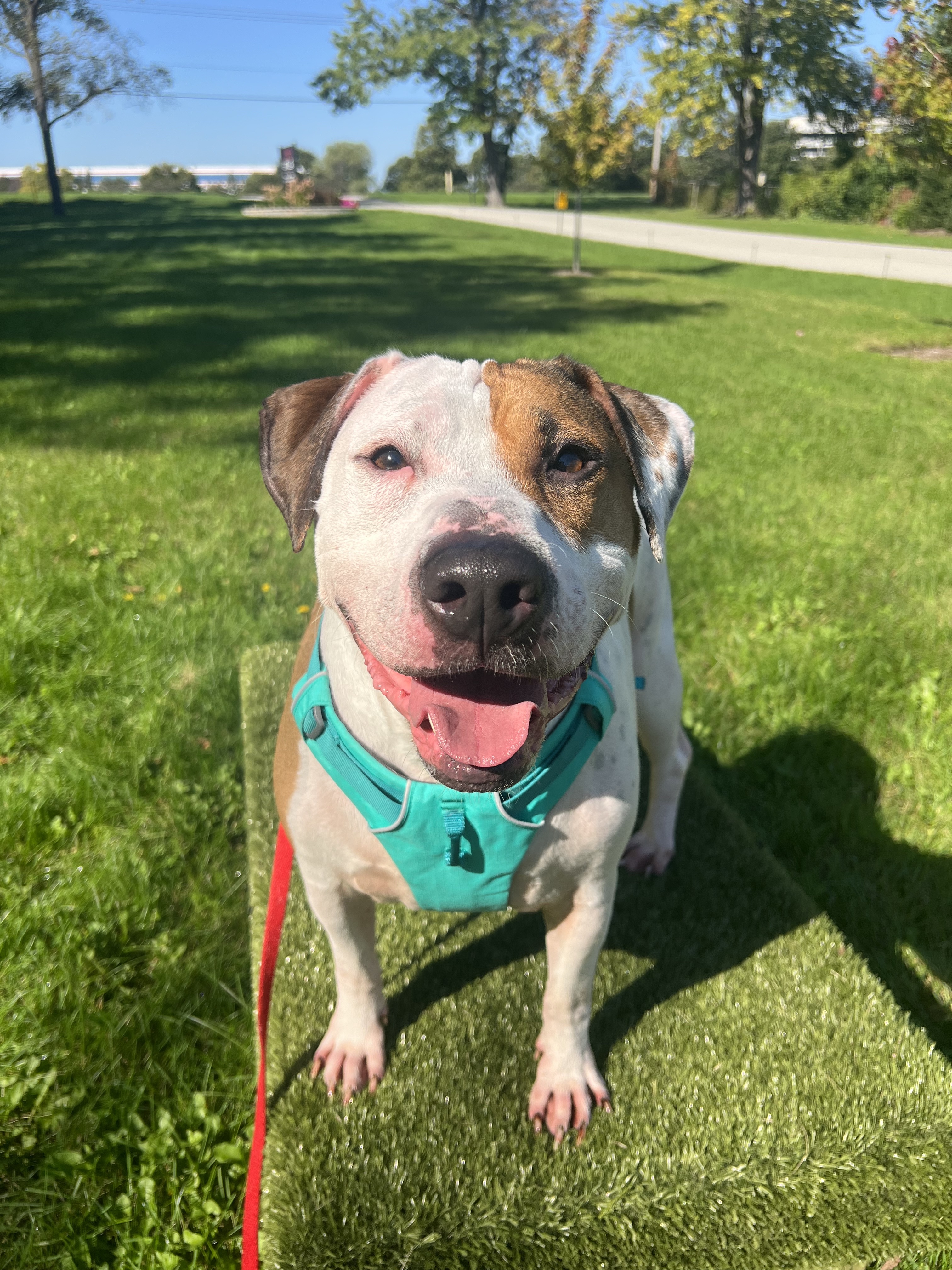 Baby Huey, Adoptable, Adult Male American Staffordshire Terrier & Labrador Retriever.