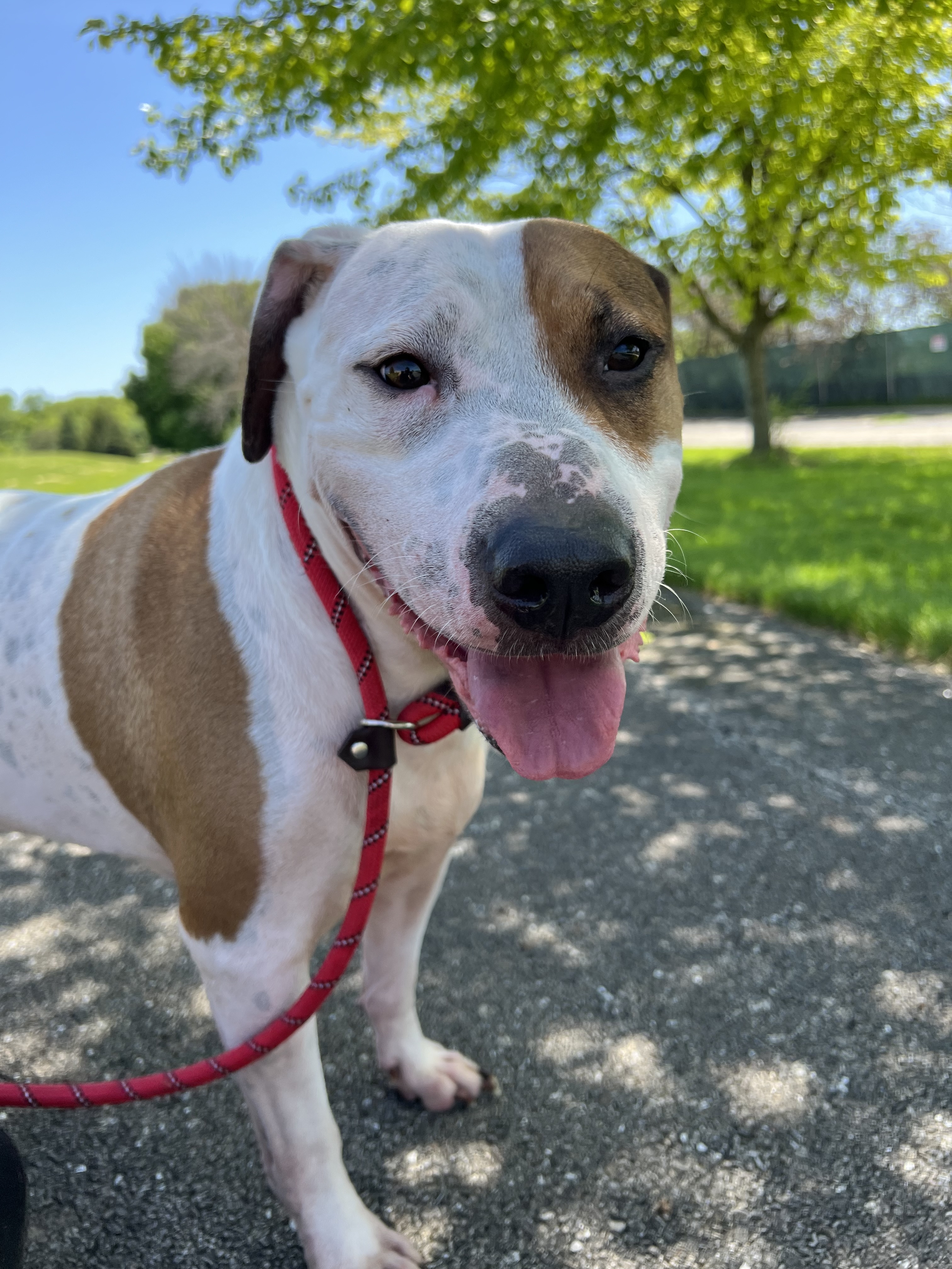 Enlarge Baby Huey, a Adoptable mixed breed image 7/9