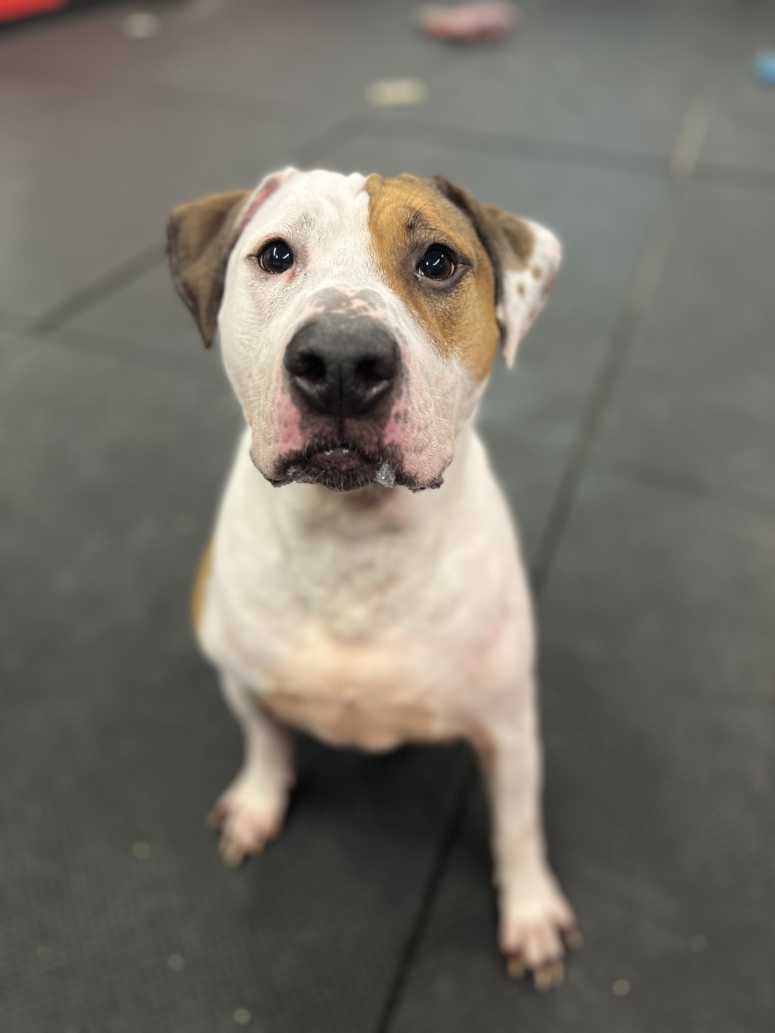 Enlarge Baby Huey, a Adoptable mixed breed image 8/9