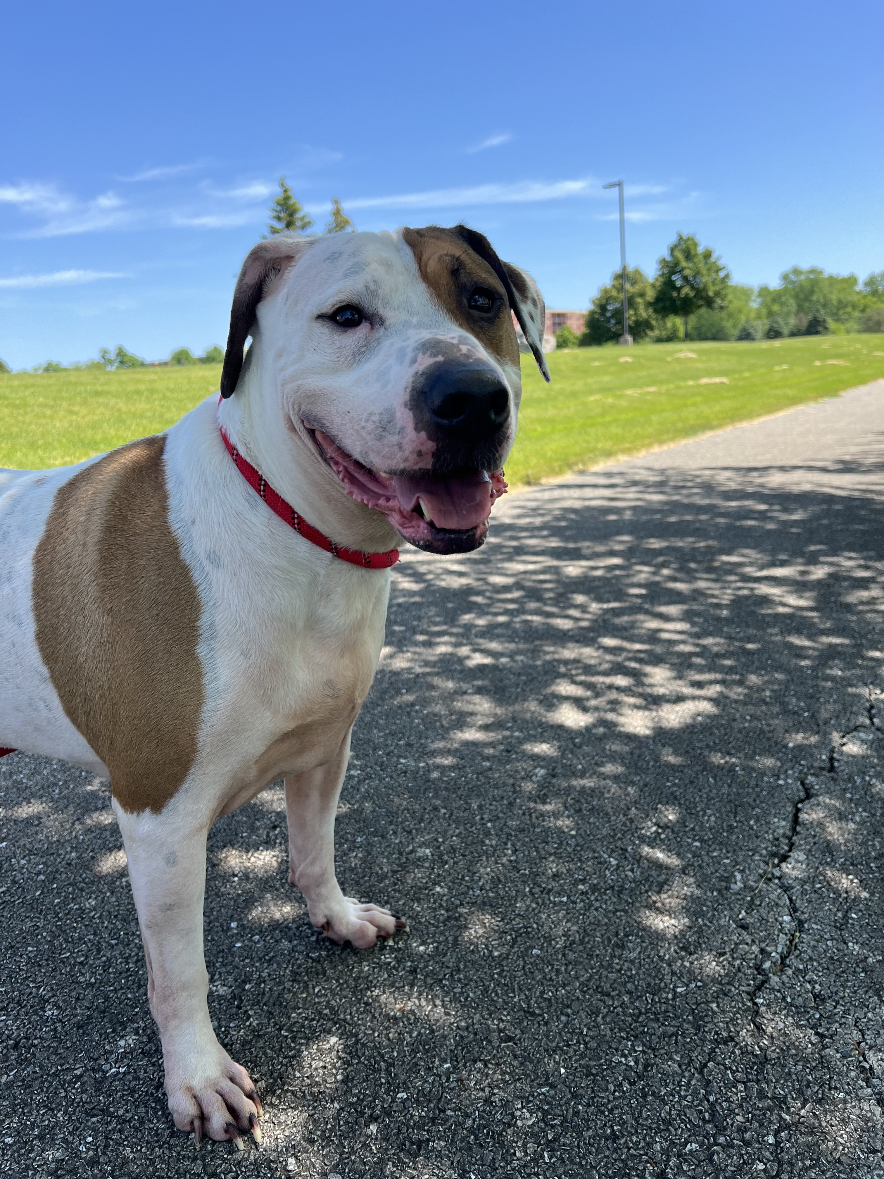 Enlarge Baby Huey, a Adoptable mixed breed image 9/9