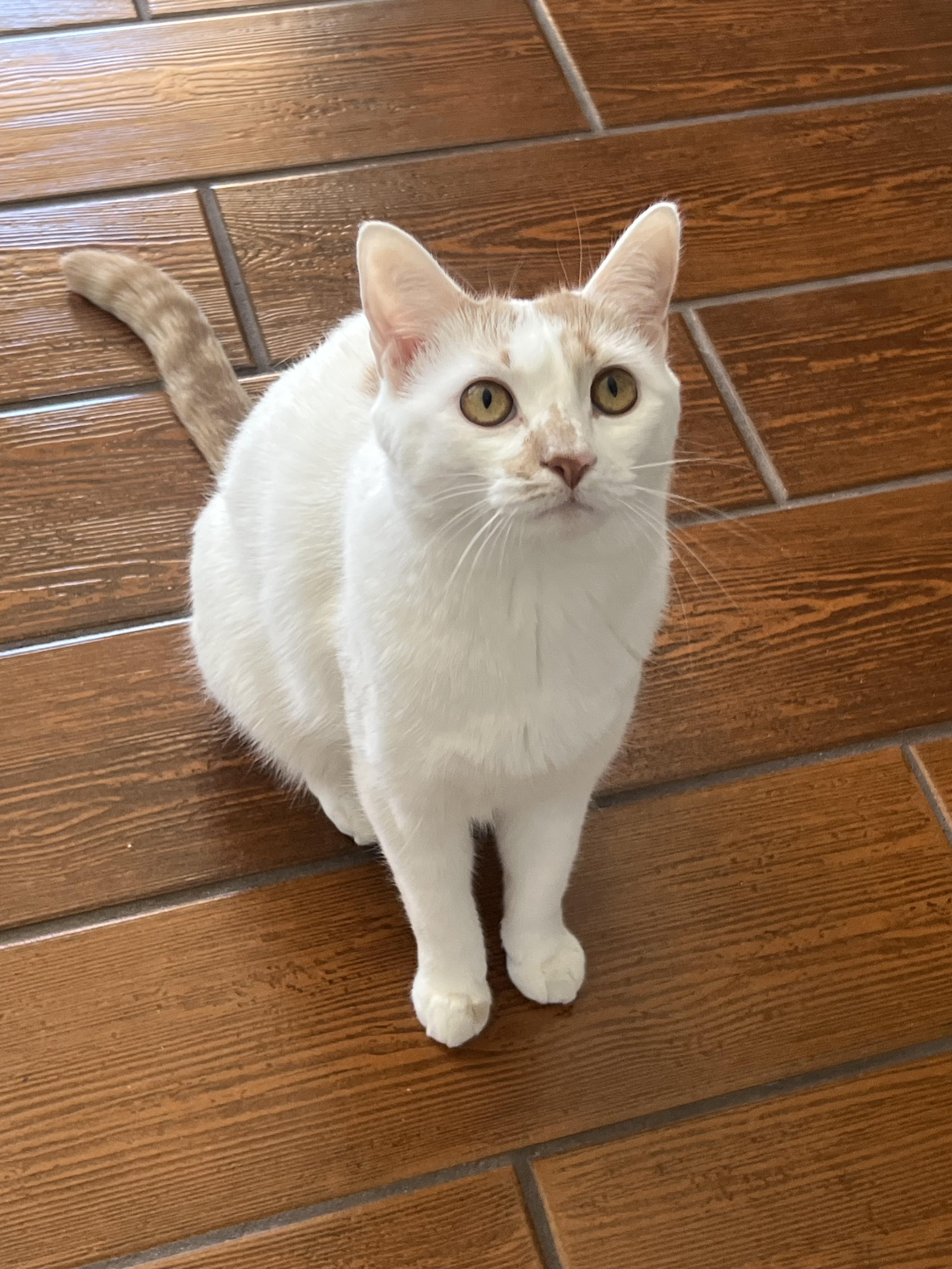 Mango, Adoptable, Young Female Domestic Short Hair.