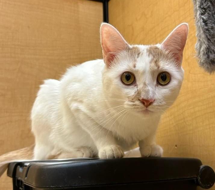 Enlarge Mango, a Adoptable mixed breed in Albuquerque, NM image 6/6