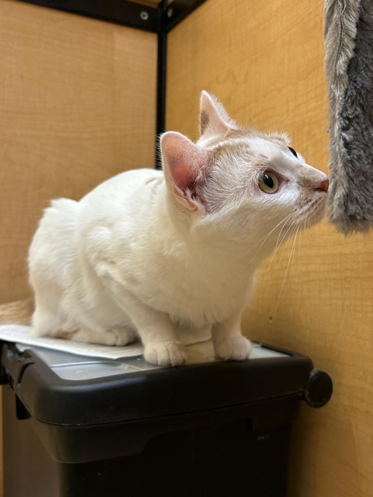 Enlarge Mango, a Adoptable mixed breed in Albuquerque, NM image 5/6