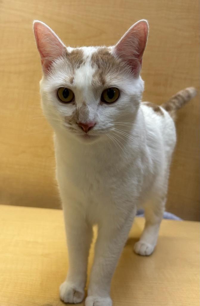 Enlarge Mango, a Adoptable mixed breed in Albuquerque, NM image 4/6