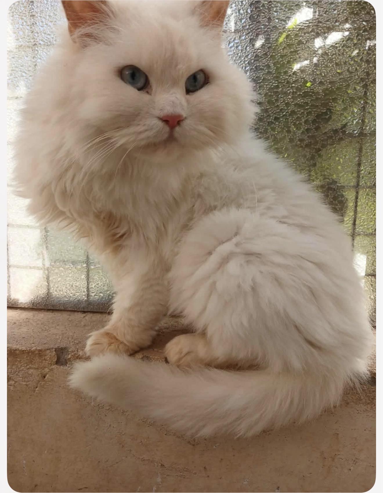 Sissy - Egypt, Adoptable, Young Female Himalayan.