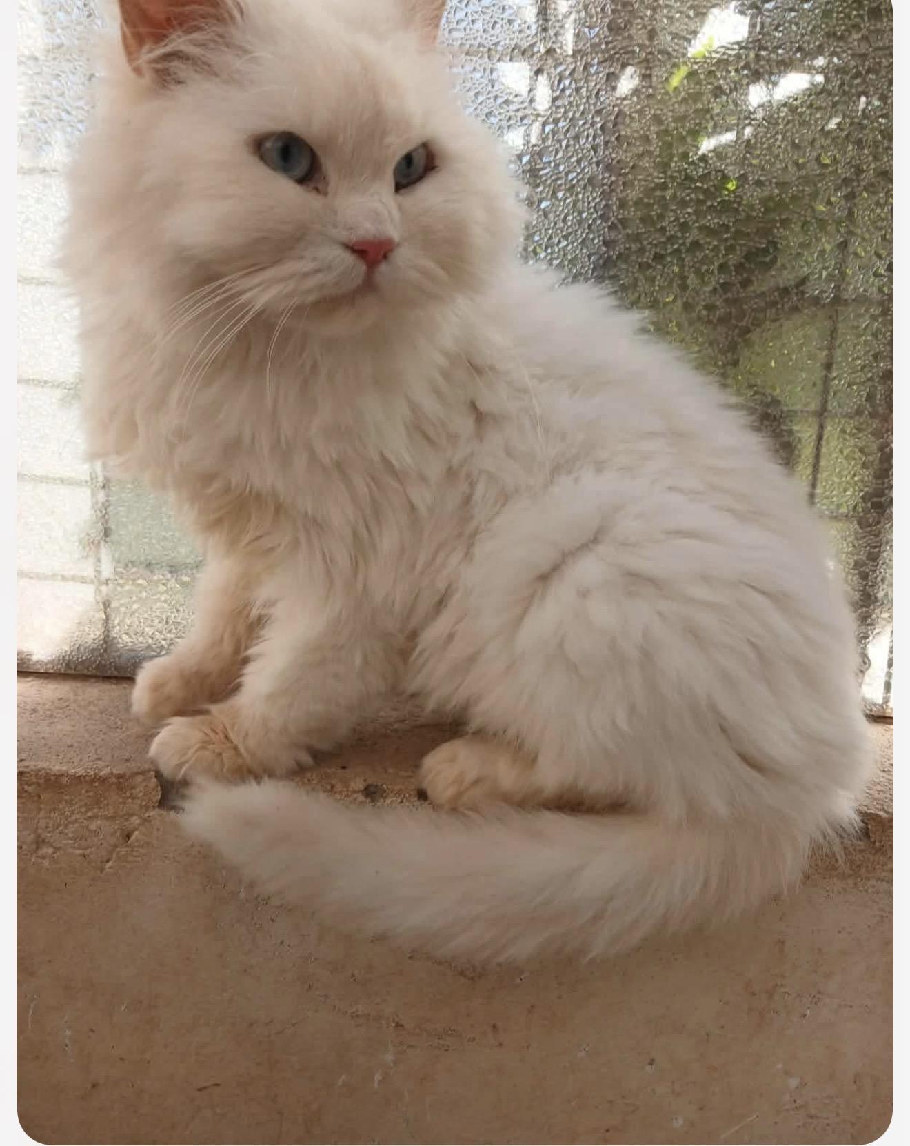 Enlarge Sissy - Egypt, a Adoptable Himalayan in Nutley, NJ image 2/2