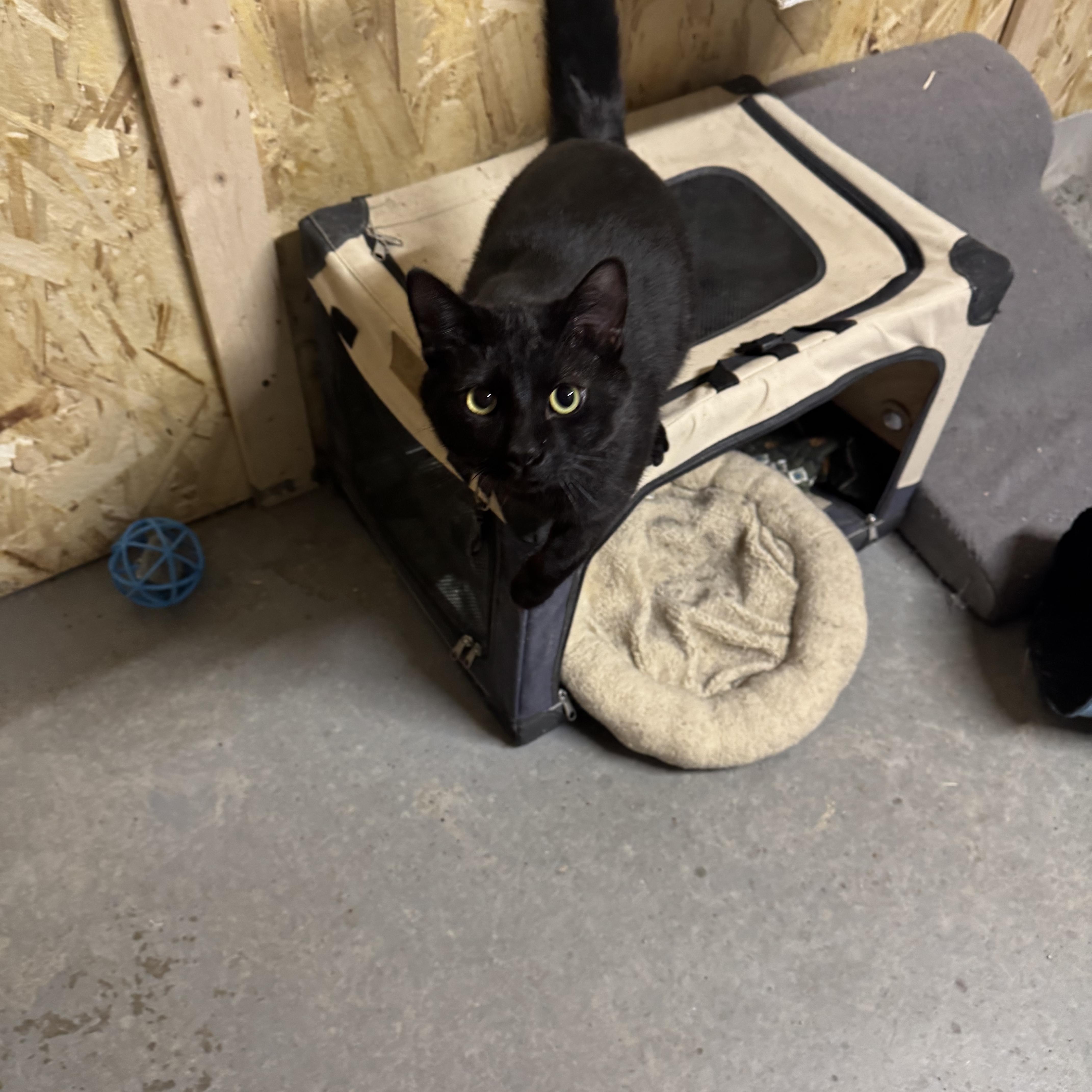 Enlarge Gunner, a ADOPTABLE Domestic Short Hair in Ludington, MI image 1/3