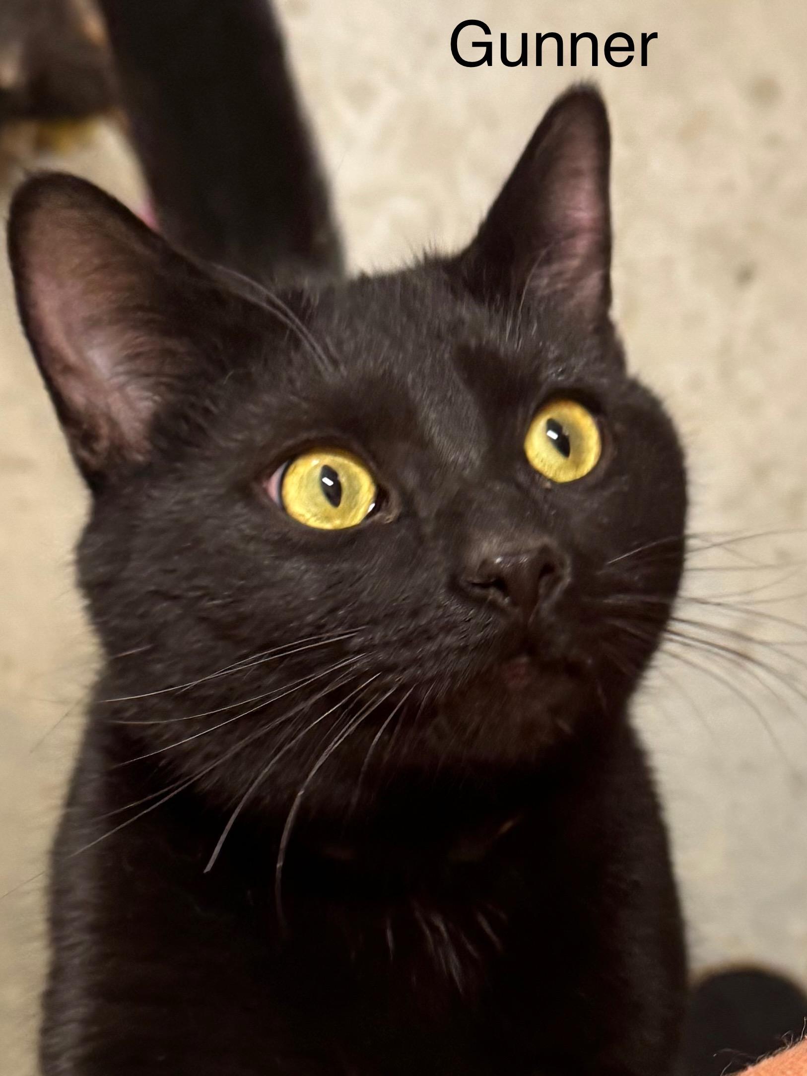 Enlarge Gunner, a ADOPTABLE Domestic Short Hair in Ludington, MI image 3/3