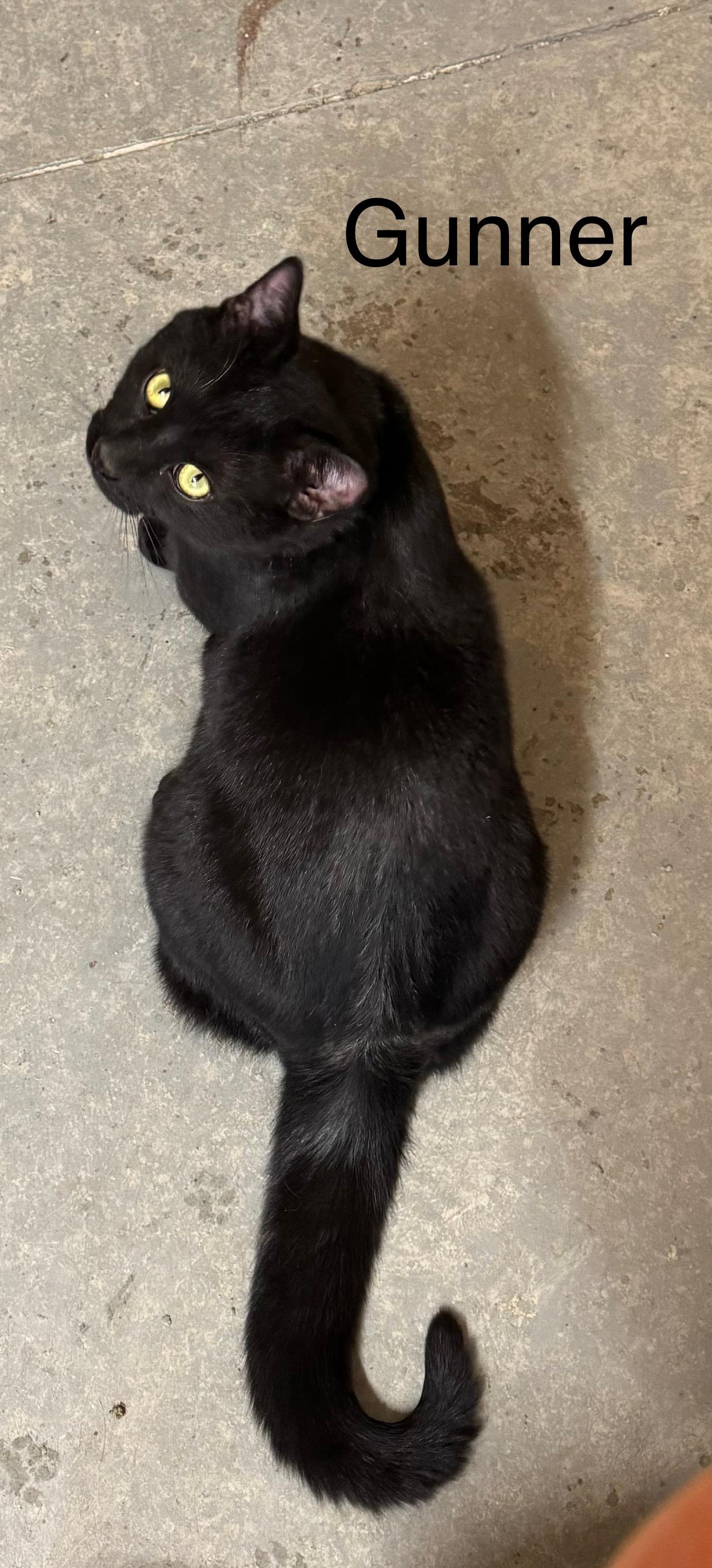 Enlarge Gunner, a ADOPTABLE Domestic Short Hair in Ludington, MI image 2/3