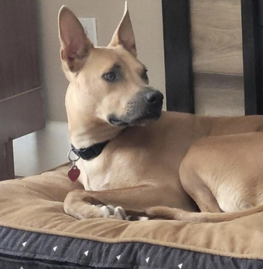 Buddy — thumbnail 2