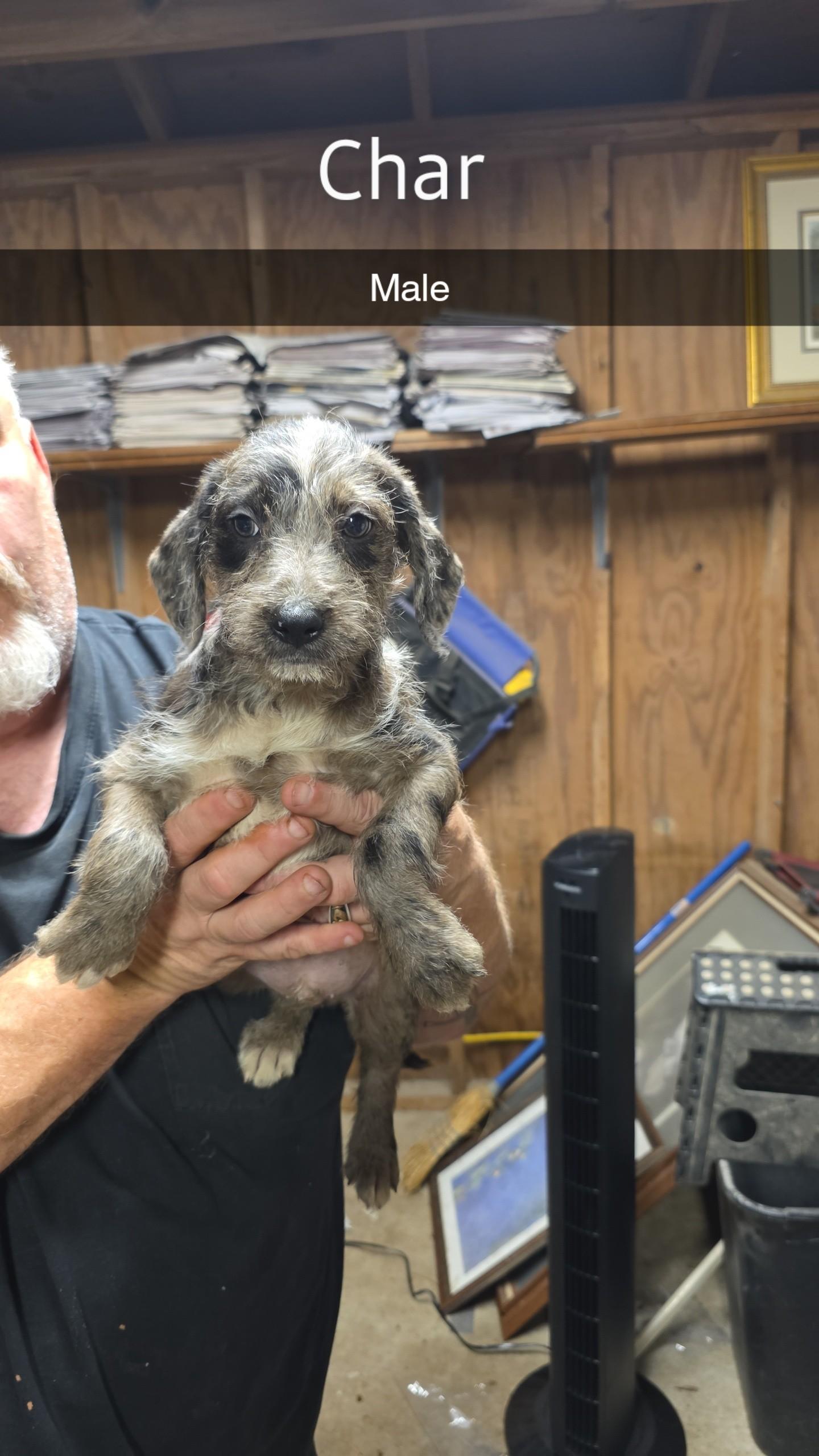 Char, an adoptable Aussiedoodle in Baker, LA, 70714 | Photo Image 1