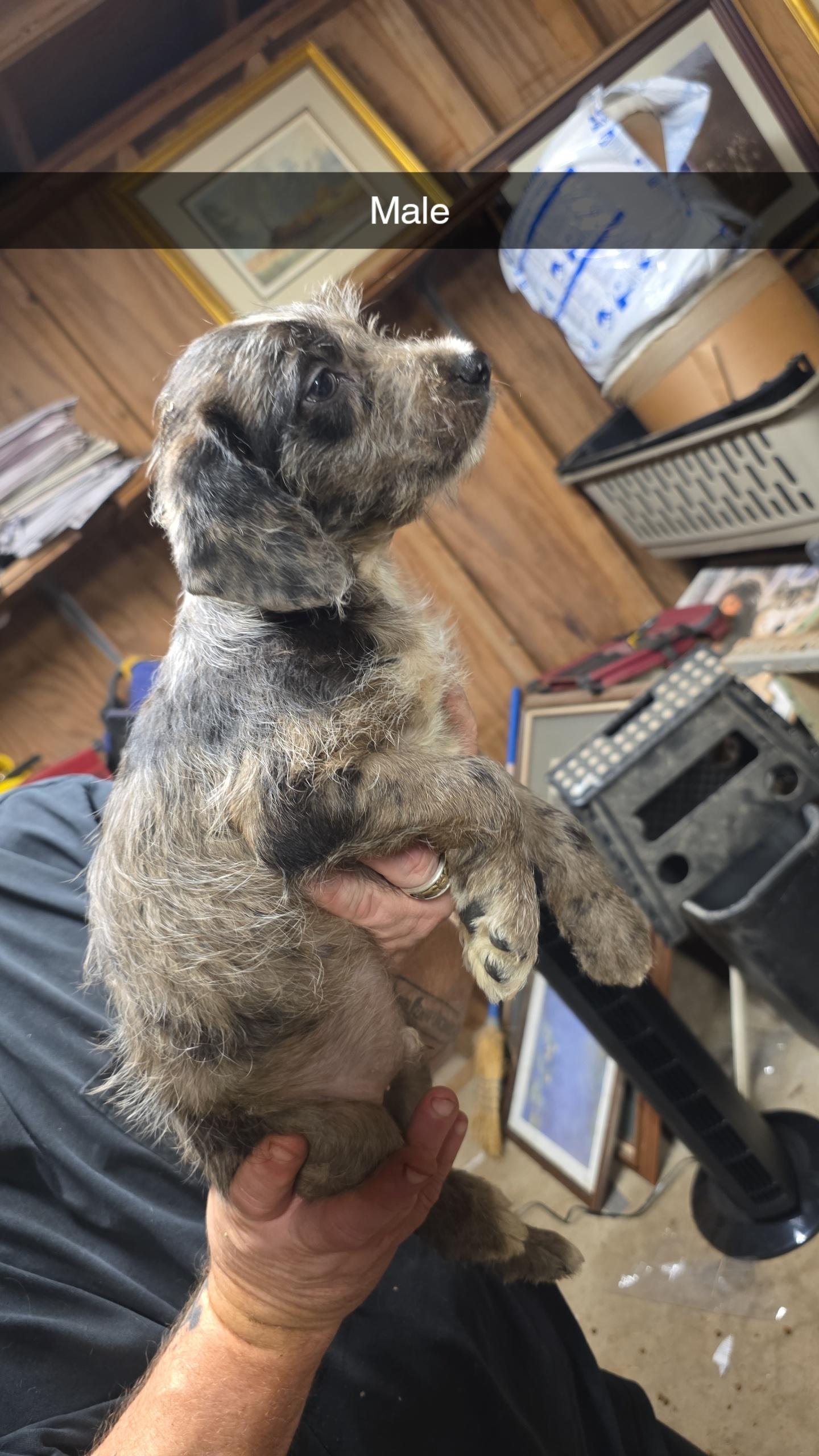 Char, an adoptable Aussiedoodle in Baker, LA, 70714 | Photo Image 2