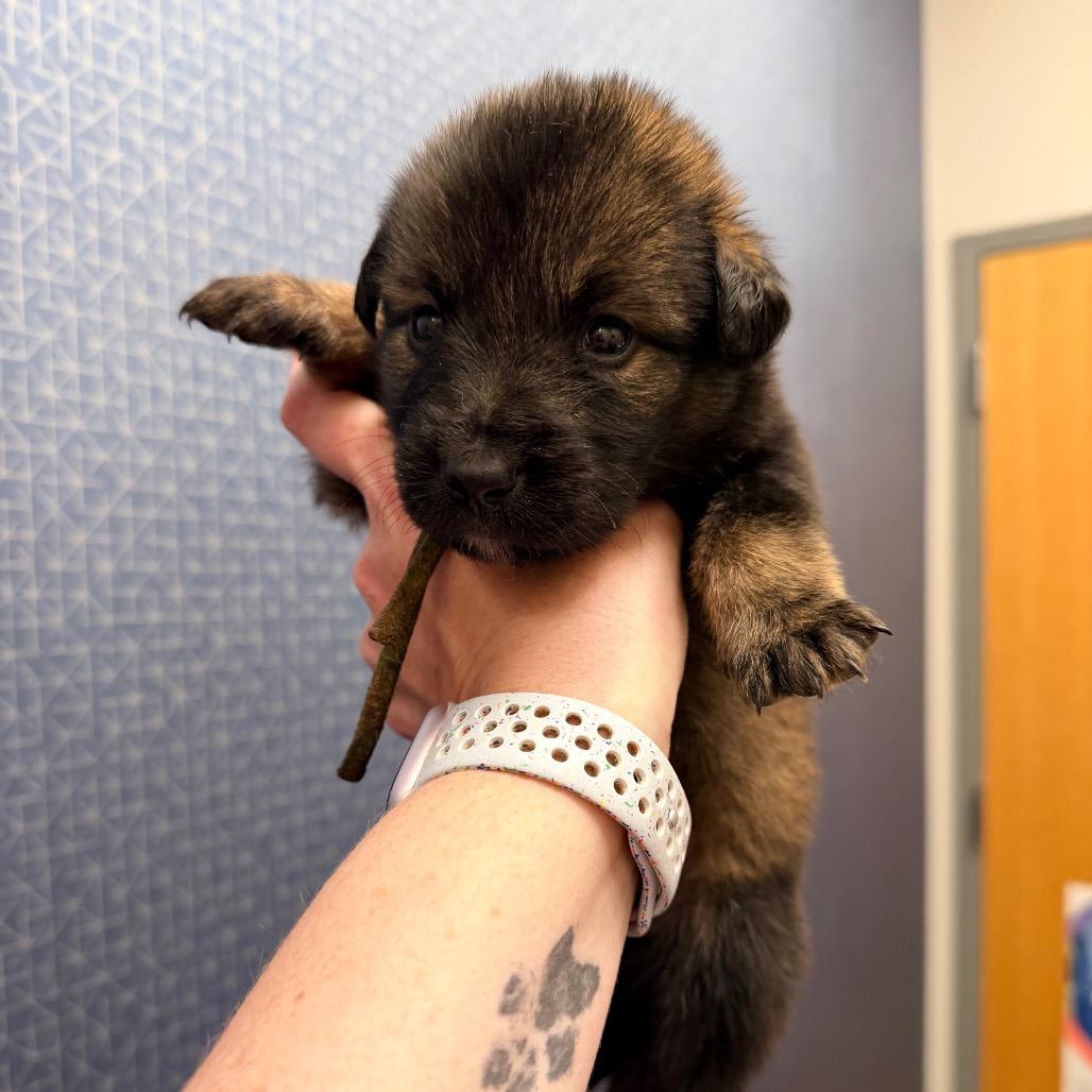 Vader, Adoptable, Puppy Male Shepherd.