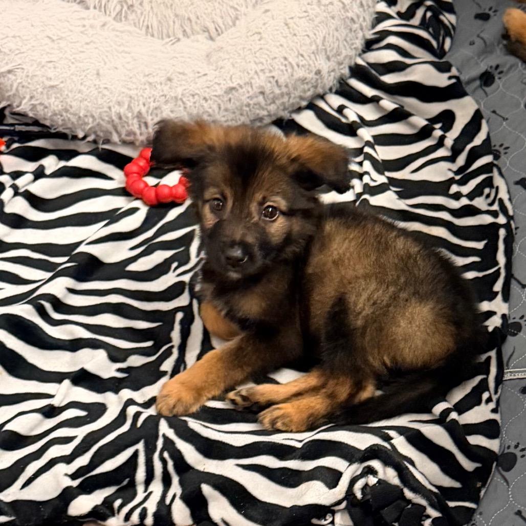 Enlarge Vader, a Adoptable Shepherd in Saint John, IN image 3/4